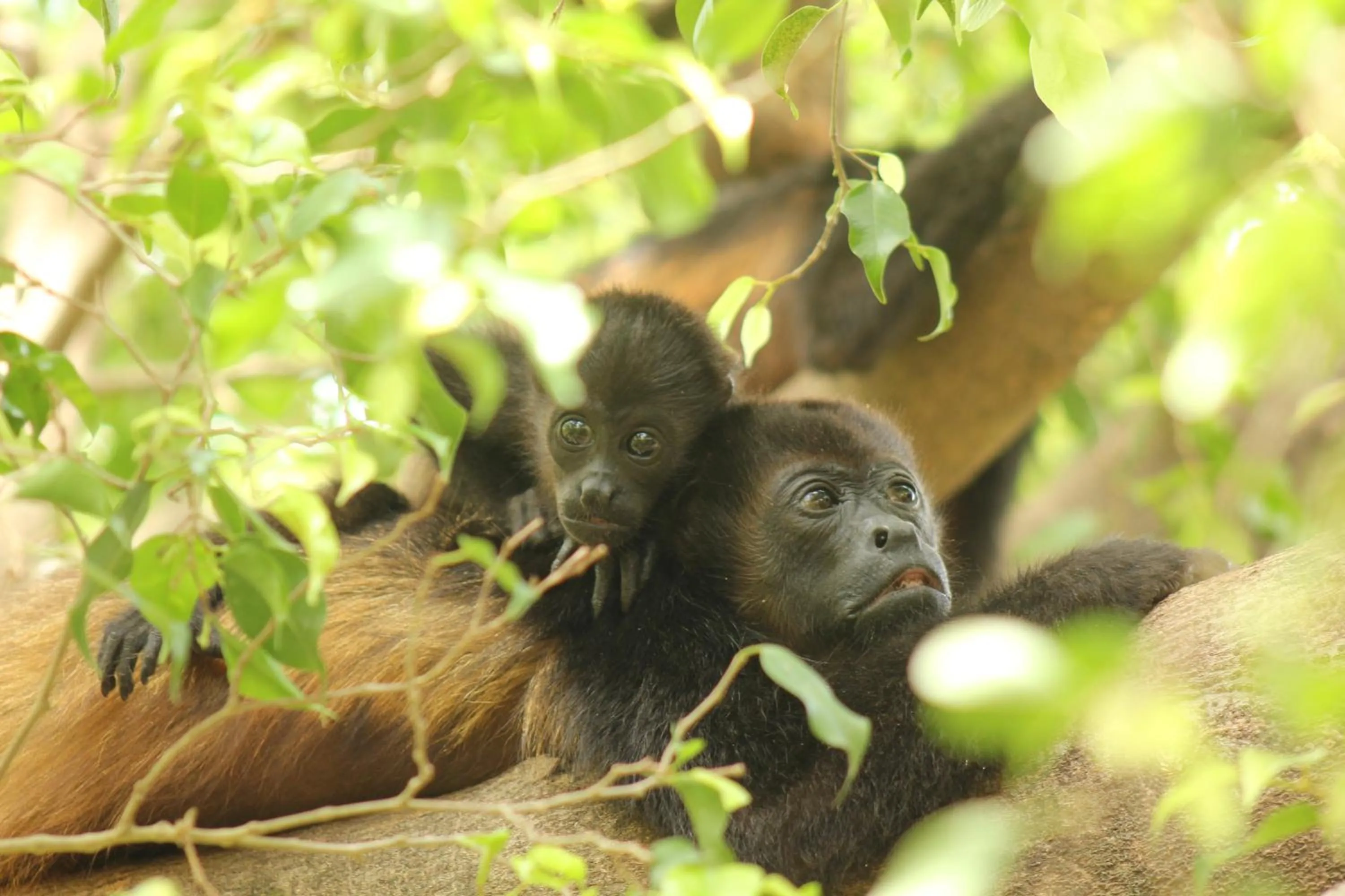 Natural landscape in Capitán Suizo Beachfront Boutique Hotel