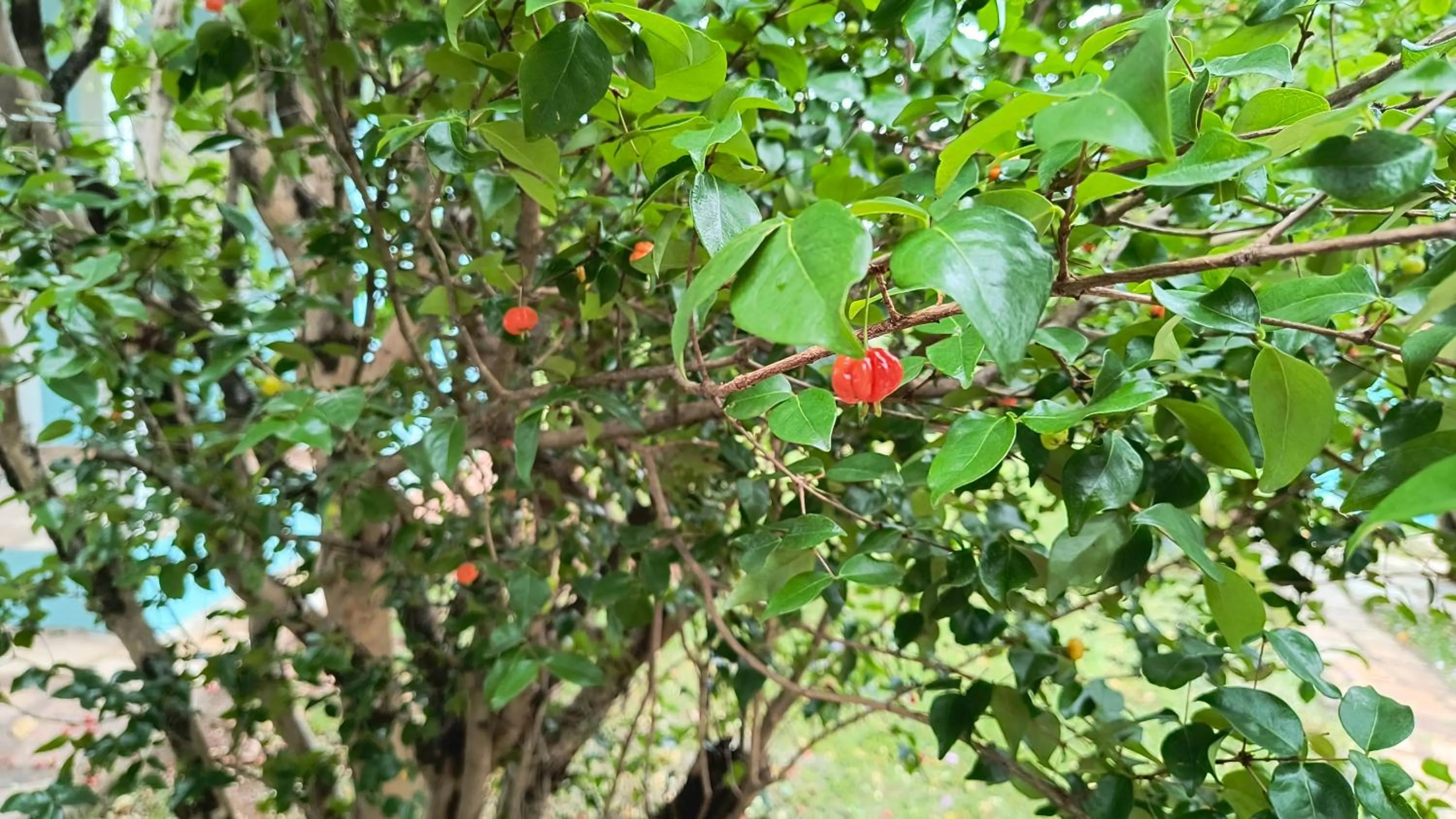 Garden in Pousada Recanto do Sossego