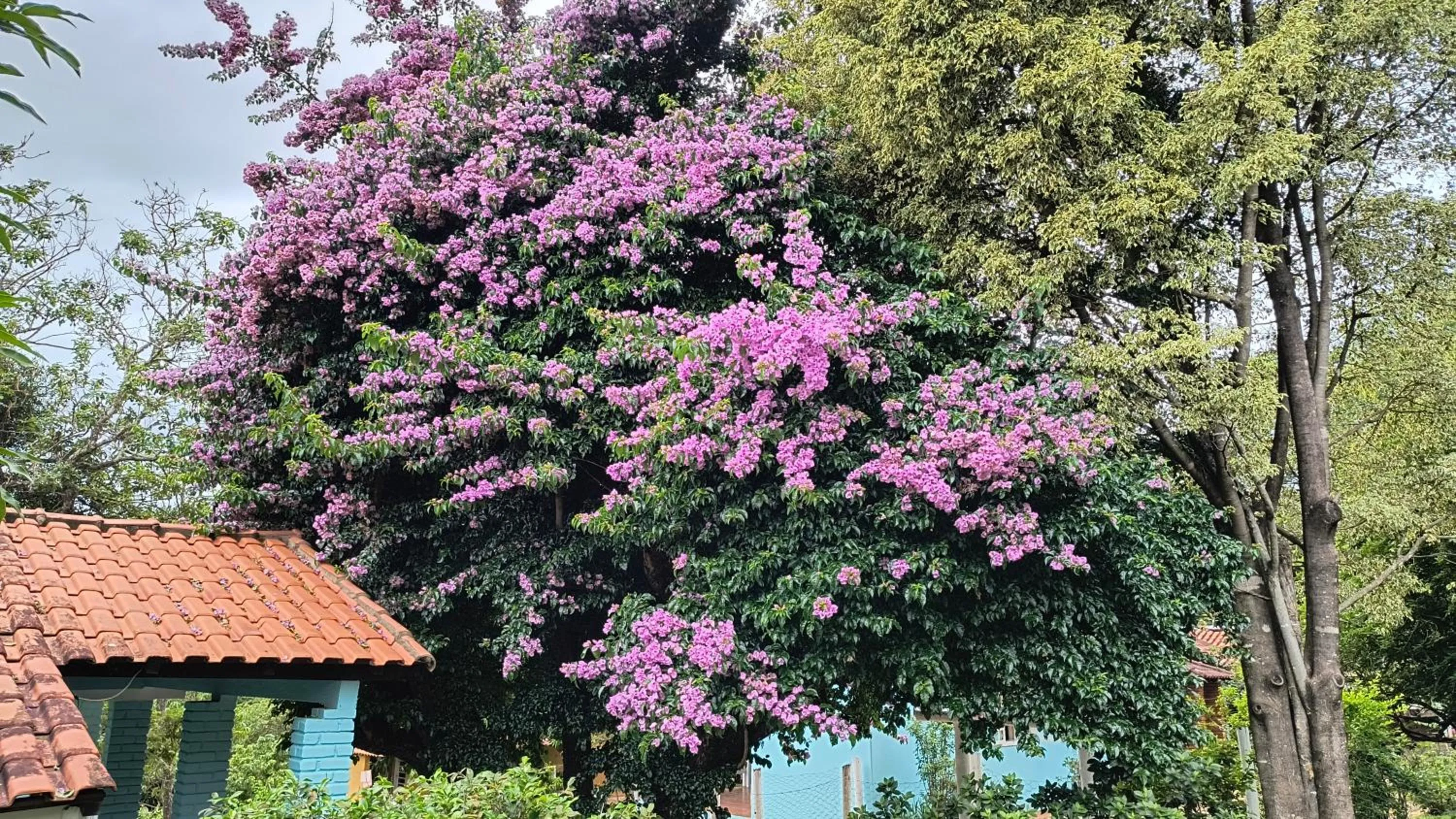 Garden in Pousada Recanto do Sossego