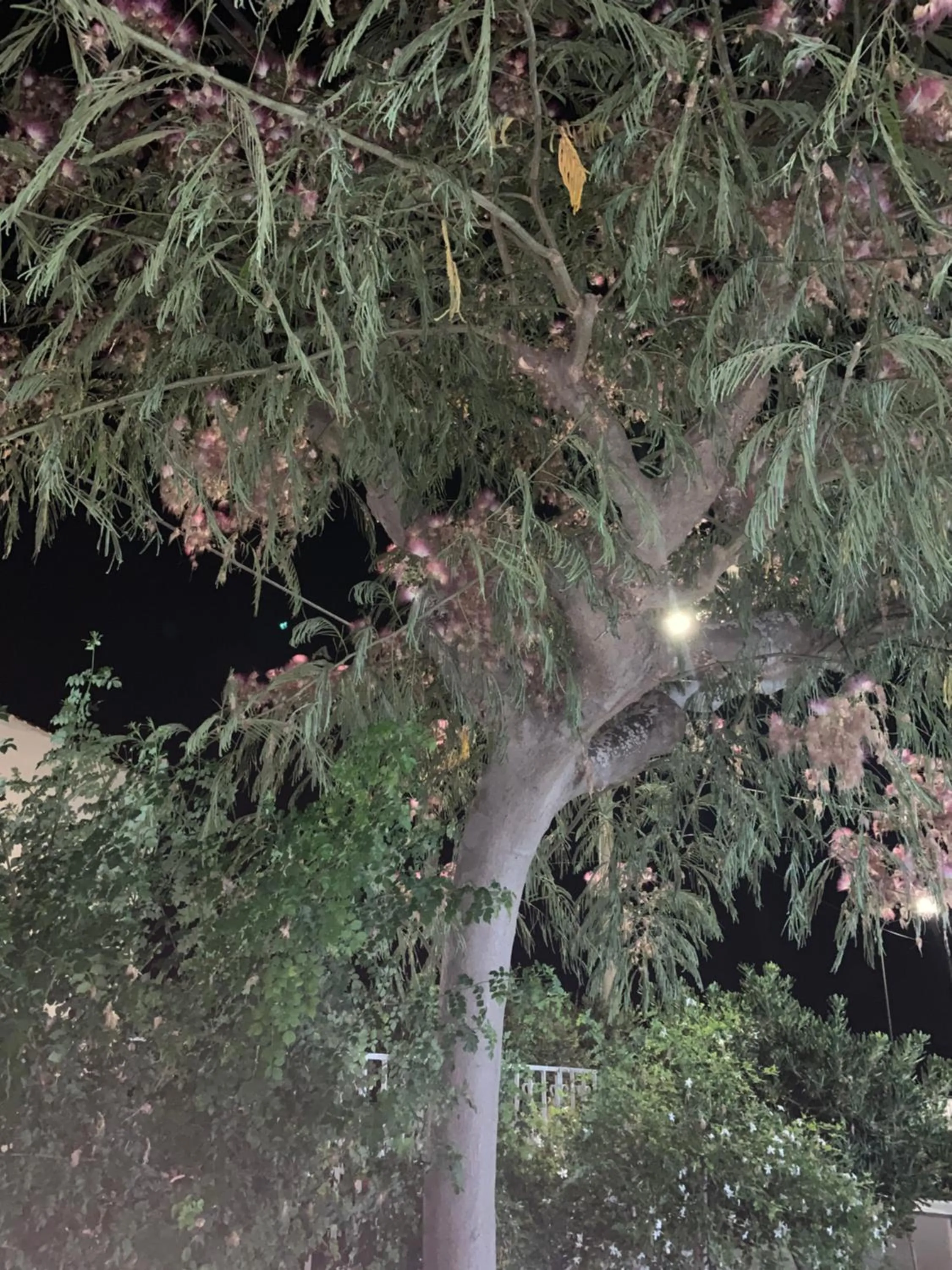 Garden in Valentina Lovely Rooms