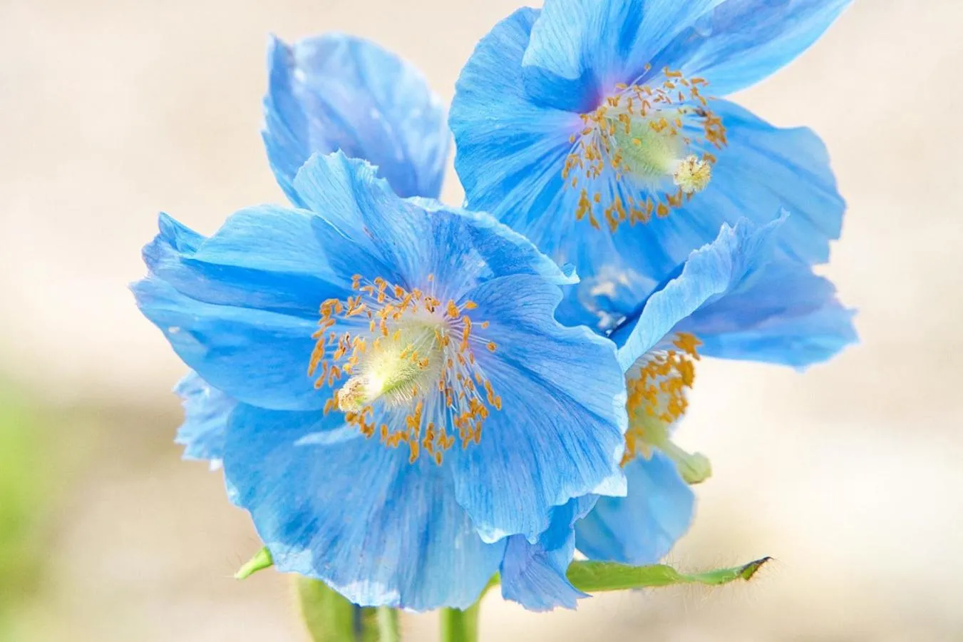 Nearby landmark in Pension Risuno Koya