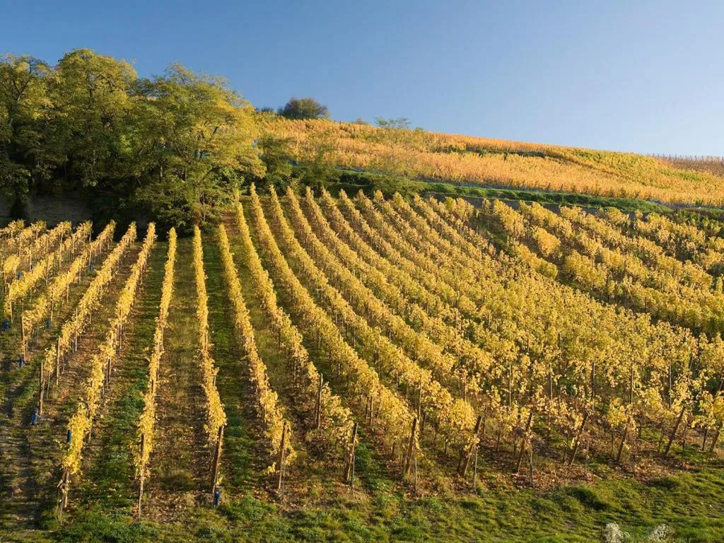 Nearby landmark in Greet Hotel Colmar