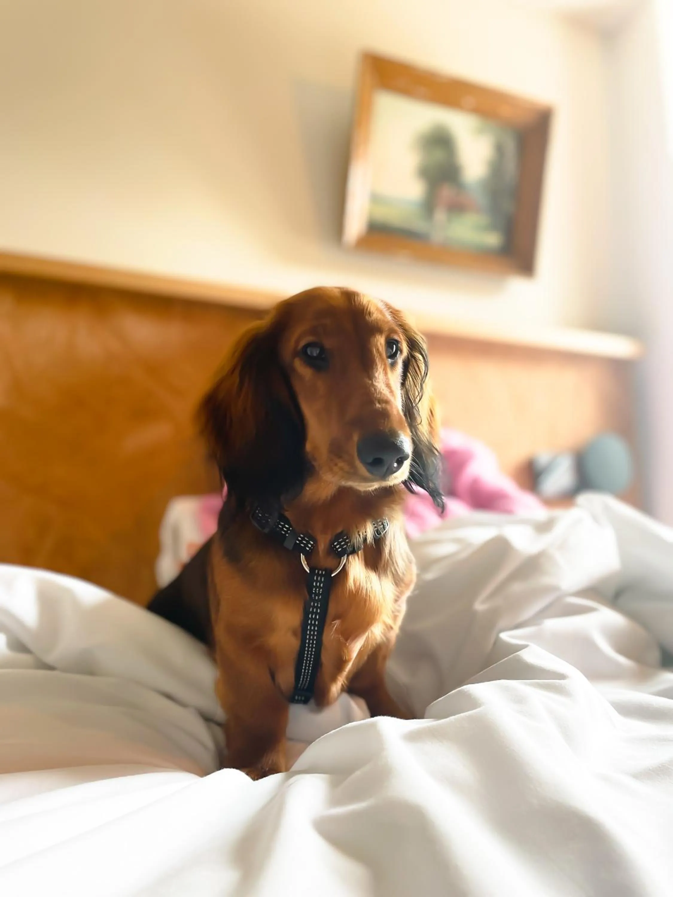 Pets in Greet Hotel Colmar