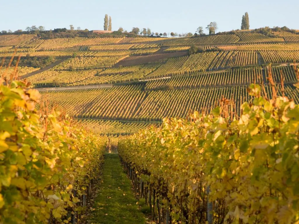 Nearby landmark in Greet Hotel Colmar