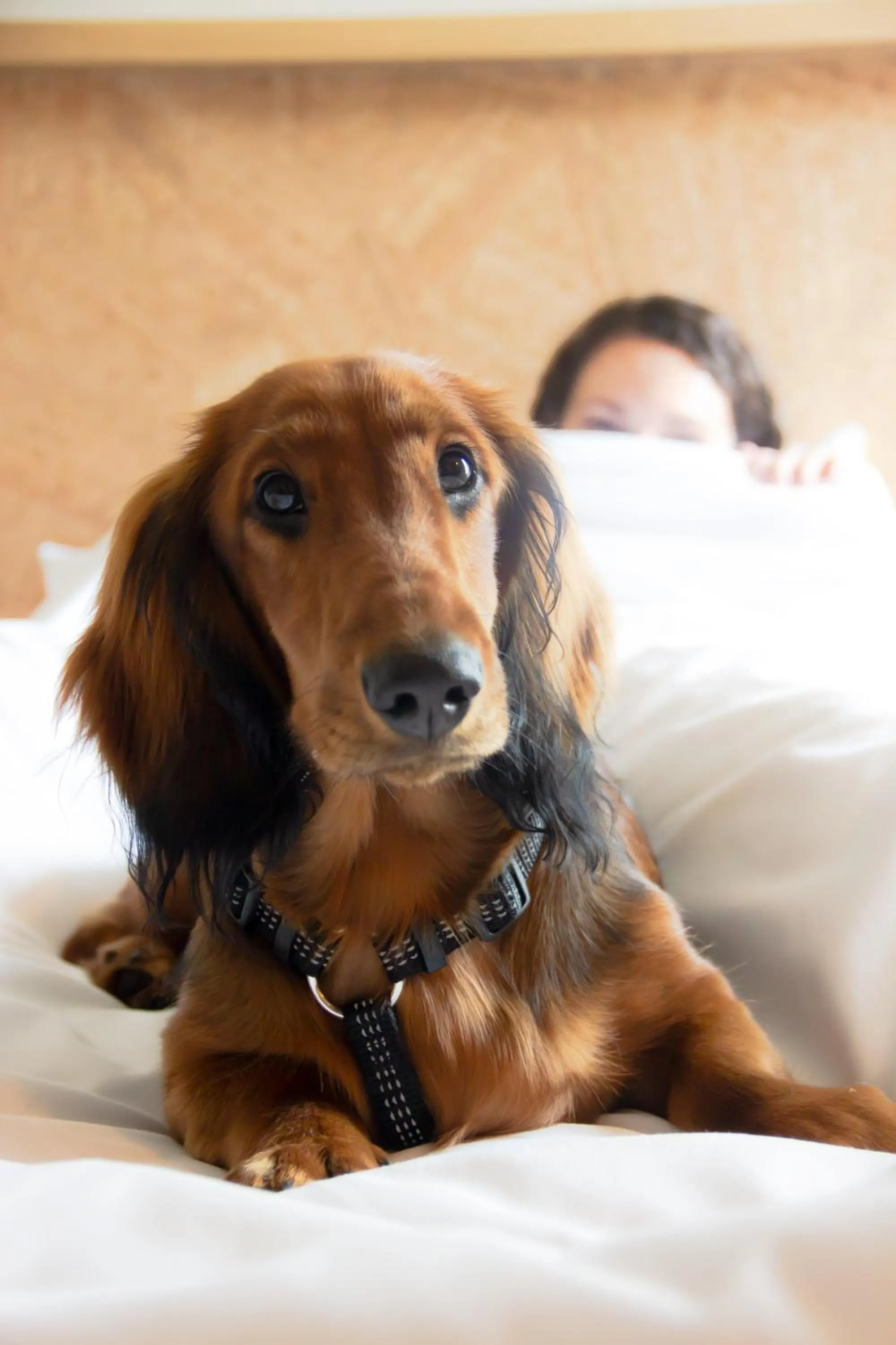 Pets in Greet Hotel Colmar