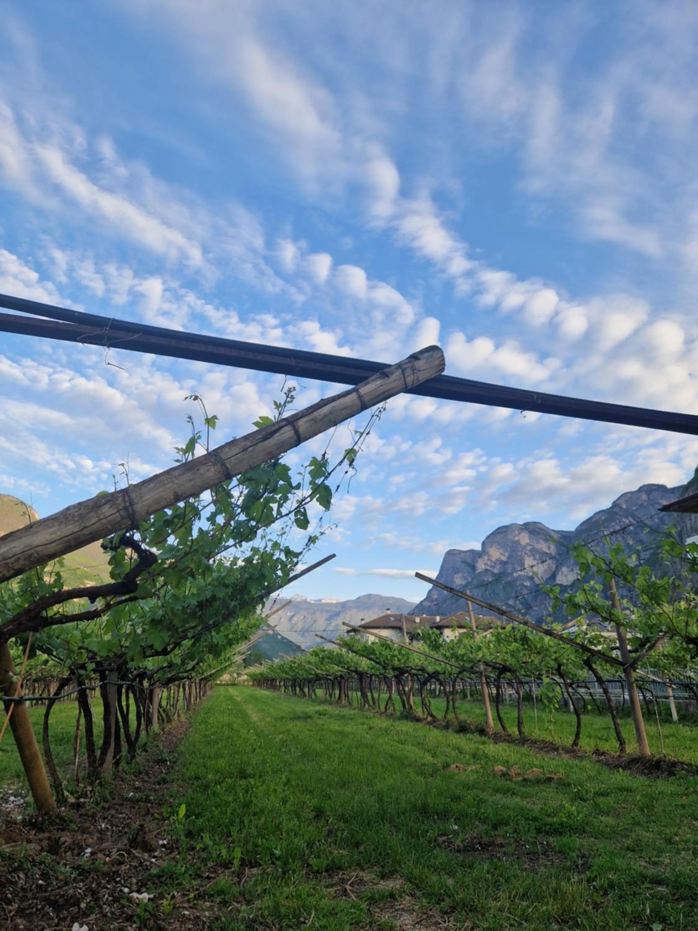 Natural landscape in Antico Fienile Agritur