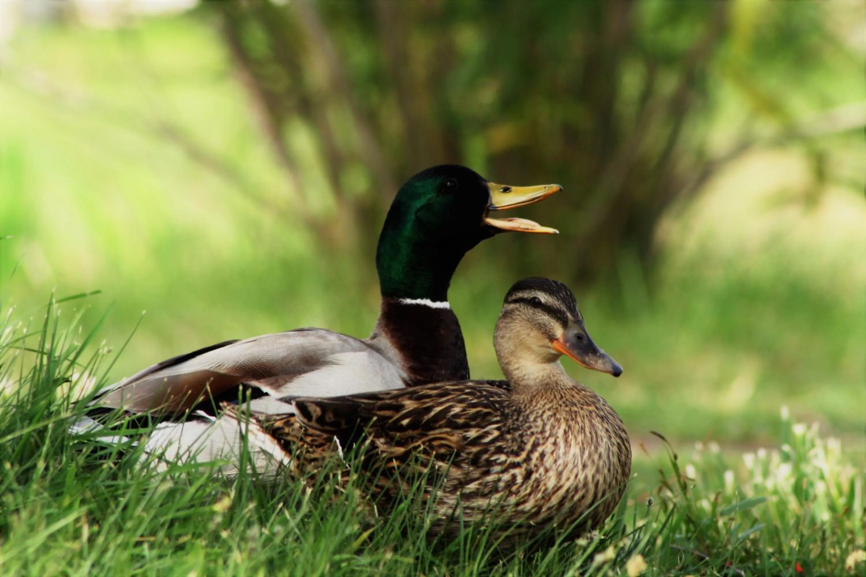 Animals in Mas Fandelou