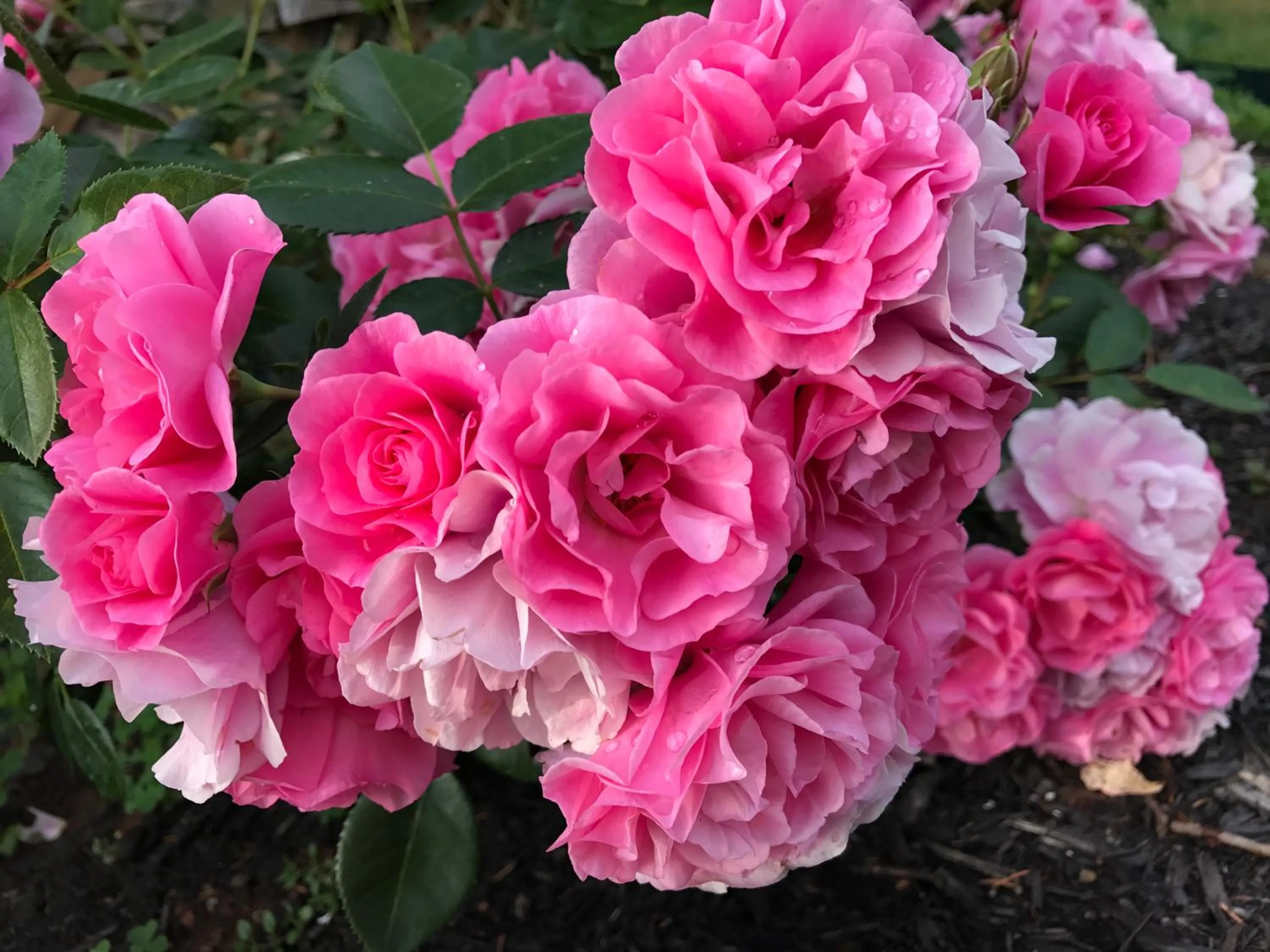 Garden in By the Bay Cottages