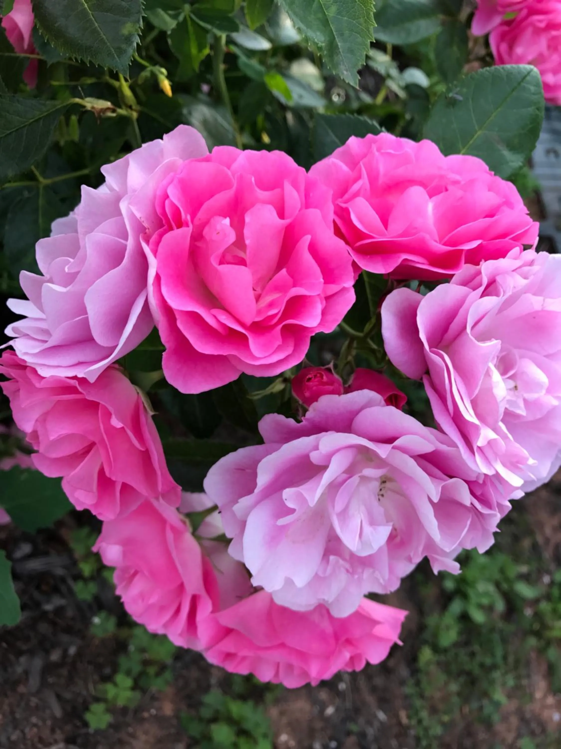 Garden in By the Bay Cottages