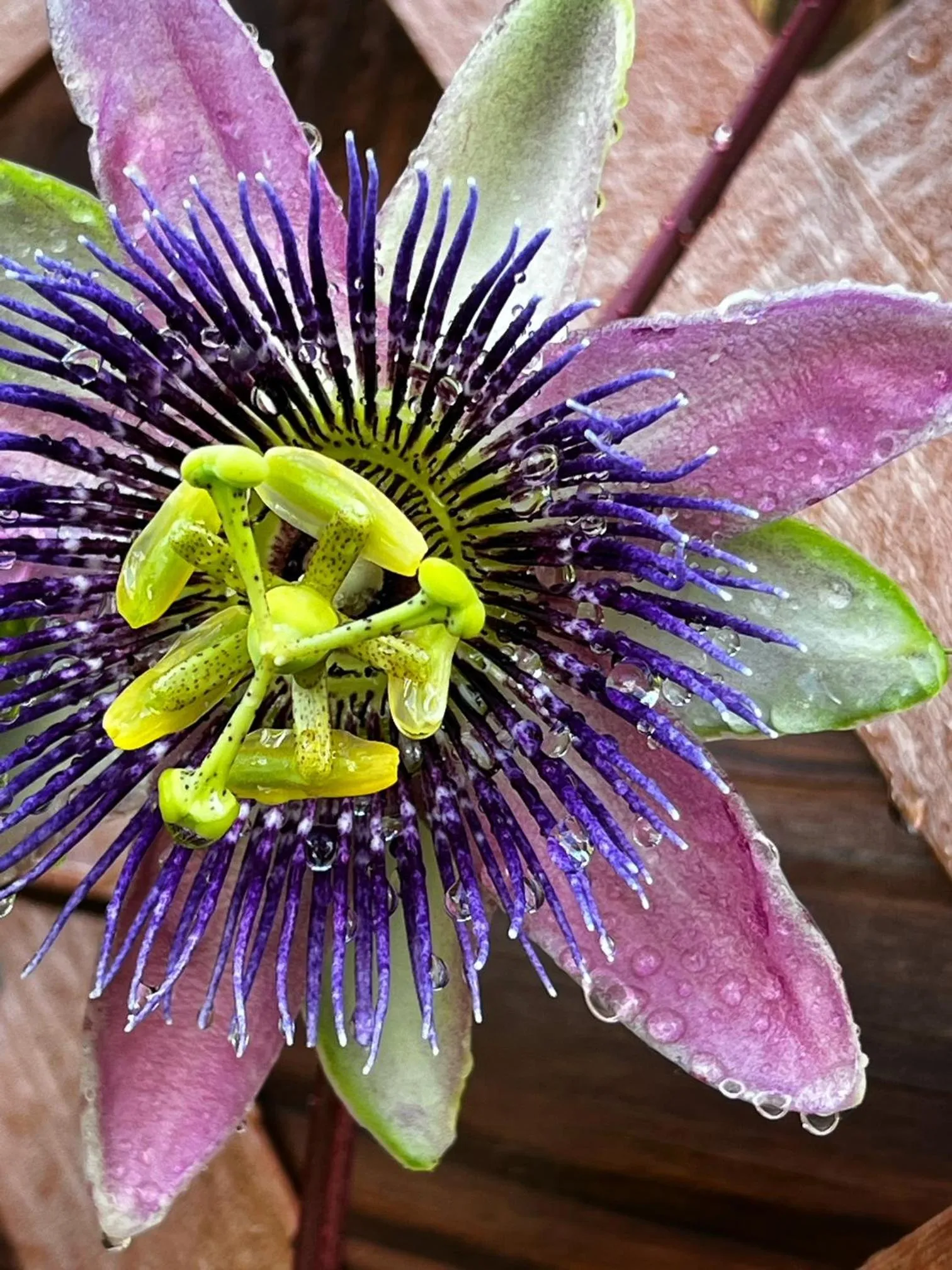 Garden in Luxury Historic Shotgun Home in Lower Garden District