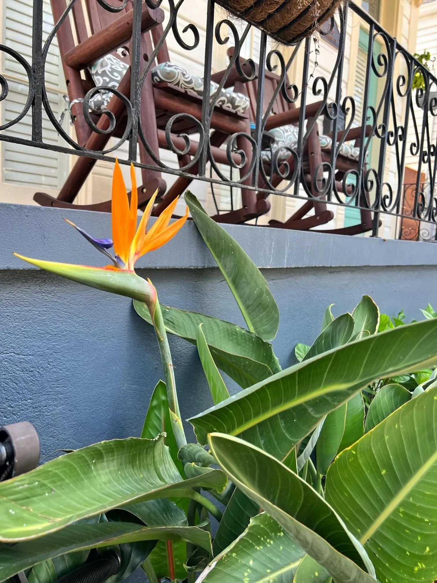 Patio in Luxury Historic Shotgun Home in Lower Garden District