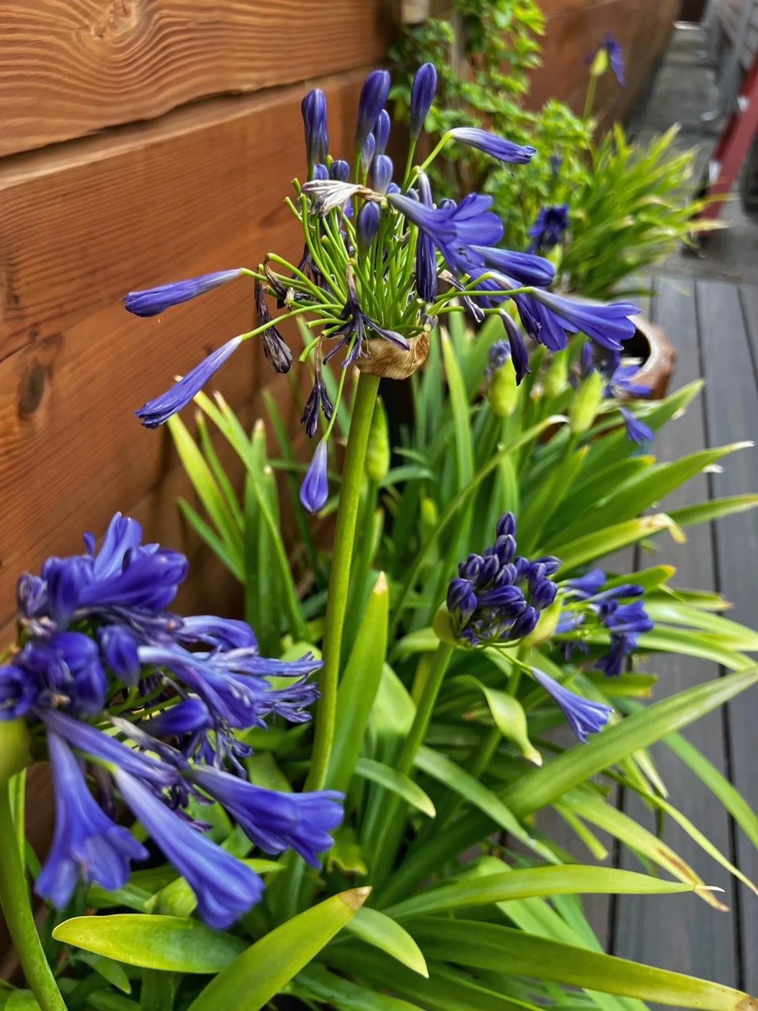 Garden in Luxury Historic Shotgun Home in Lower Garden District
