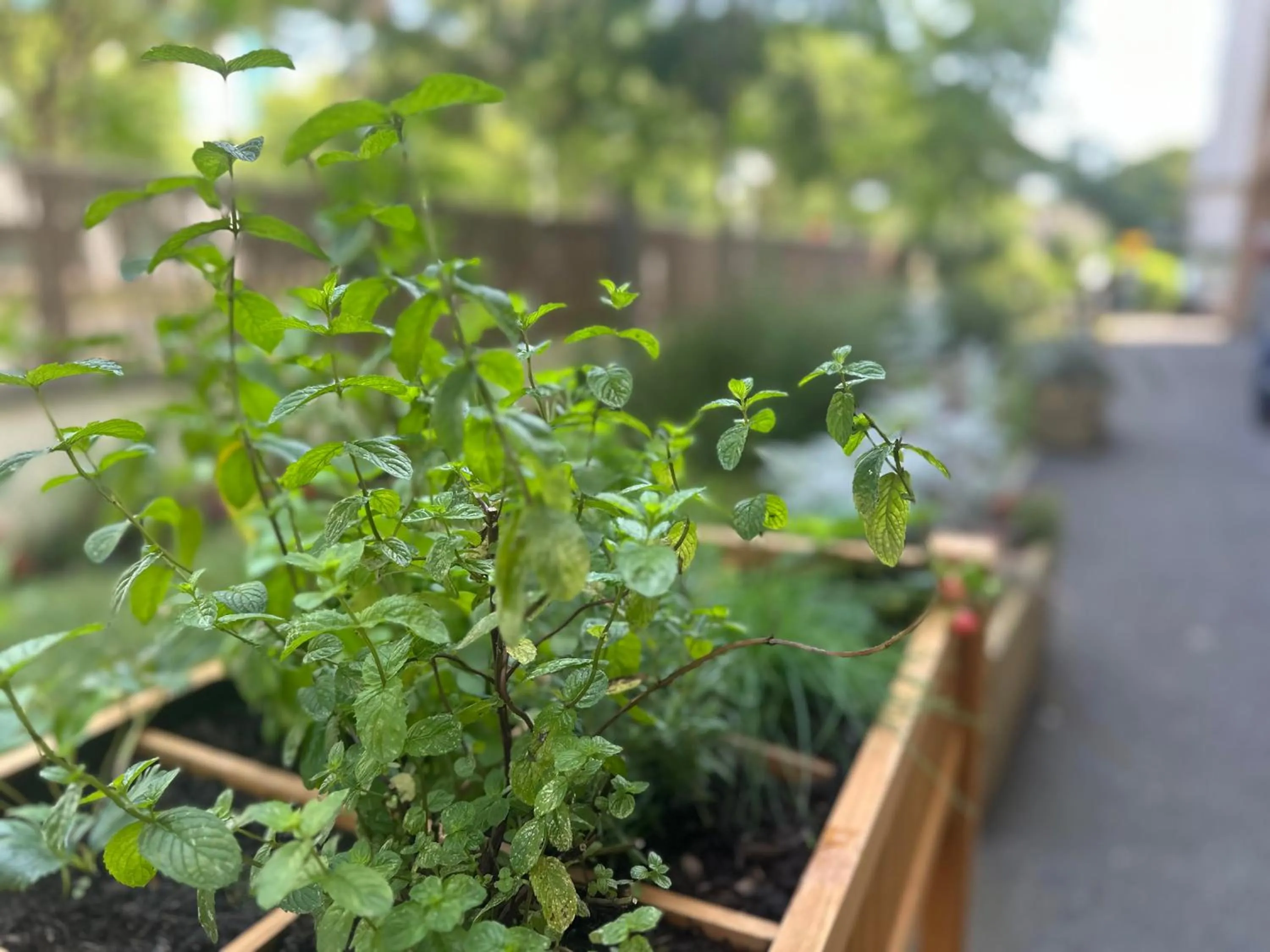 Garden in Première Classe Paris-Ouest Gennevilliers