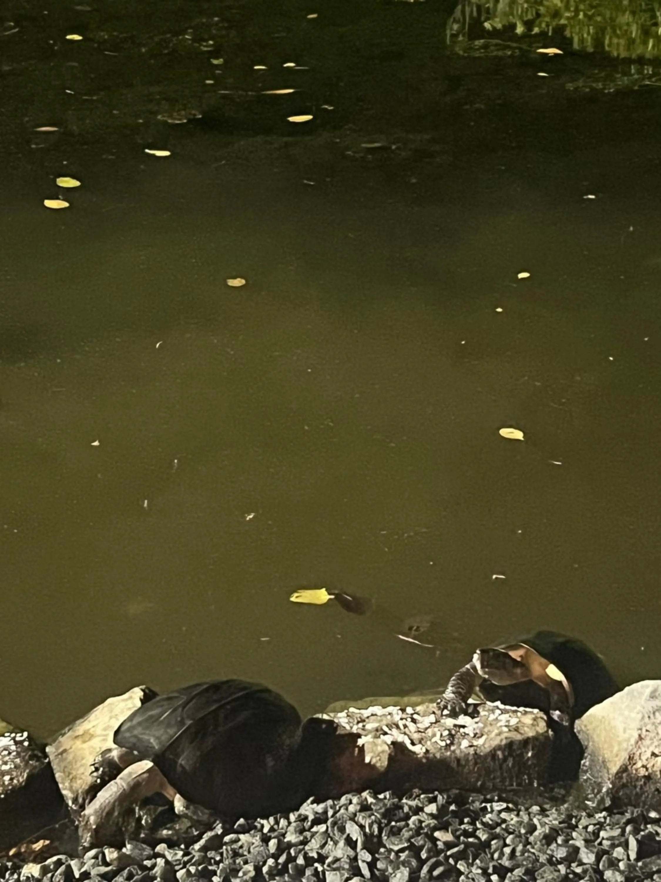 Seth Villa by Magampura Resorts