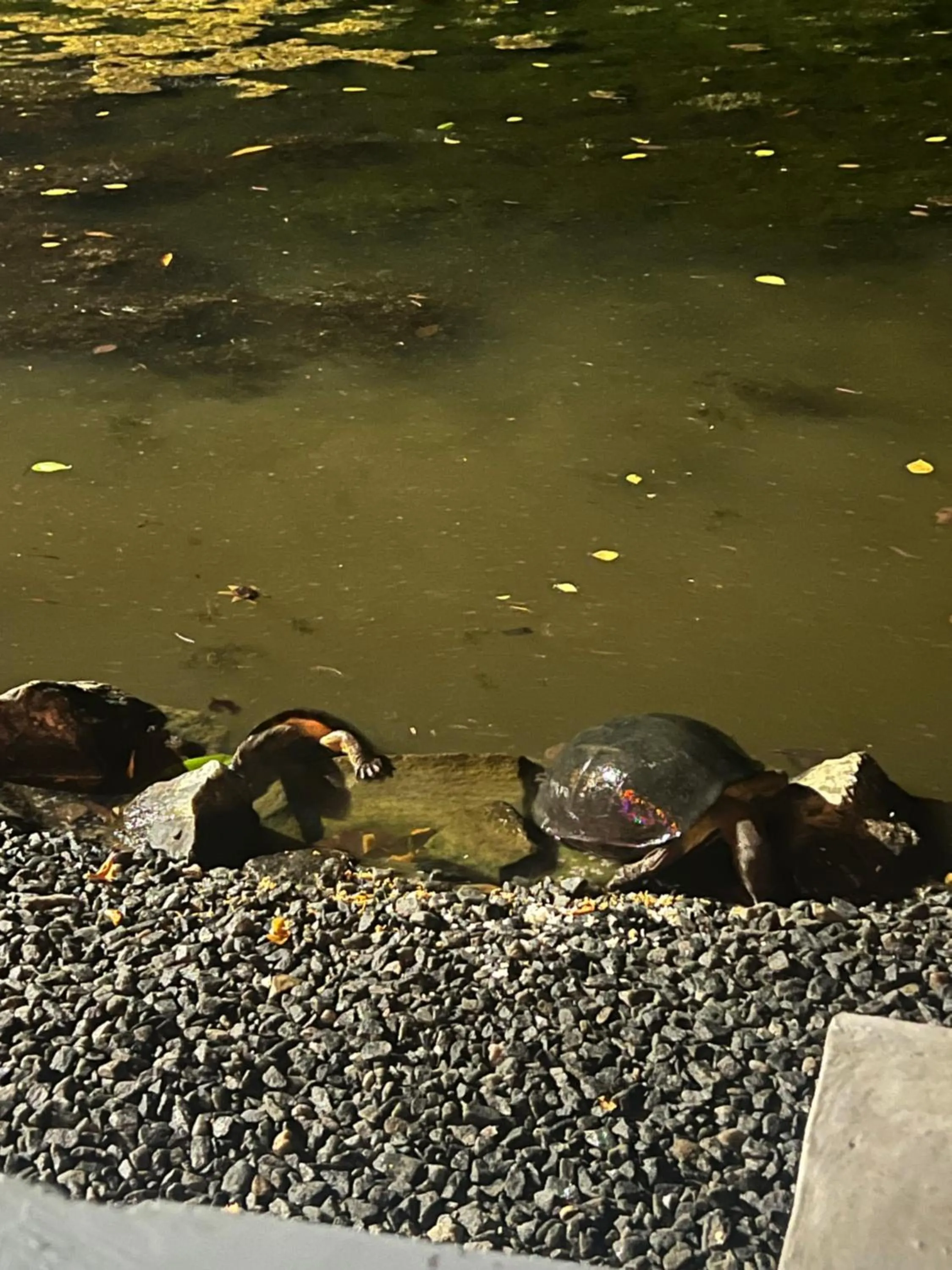 Seth Villa by Magampura Resorts