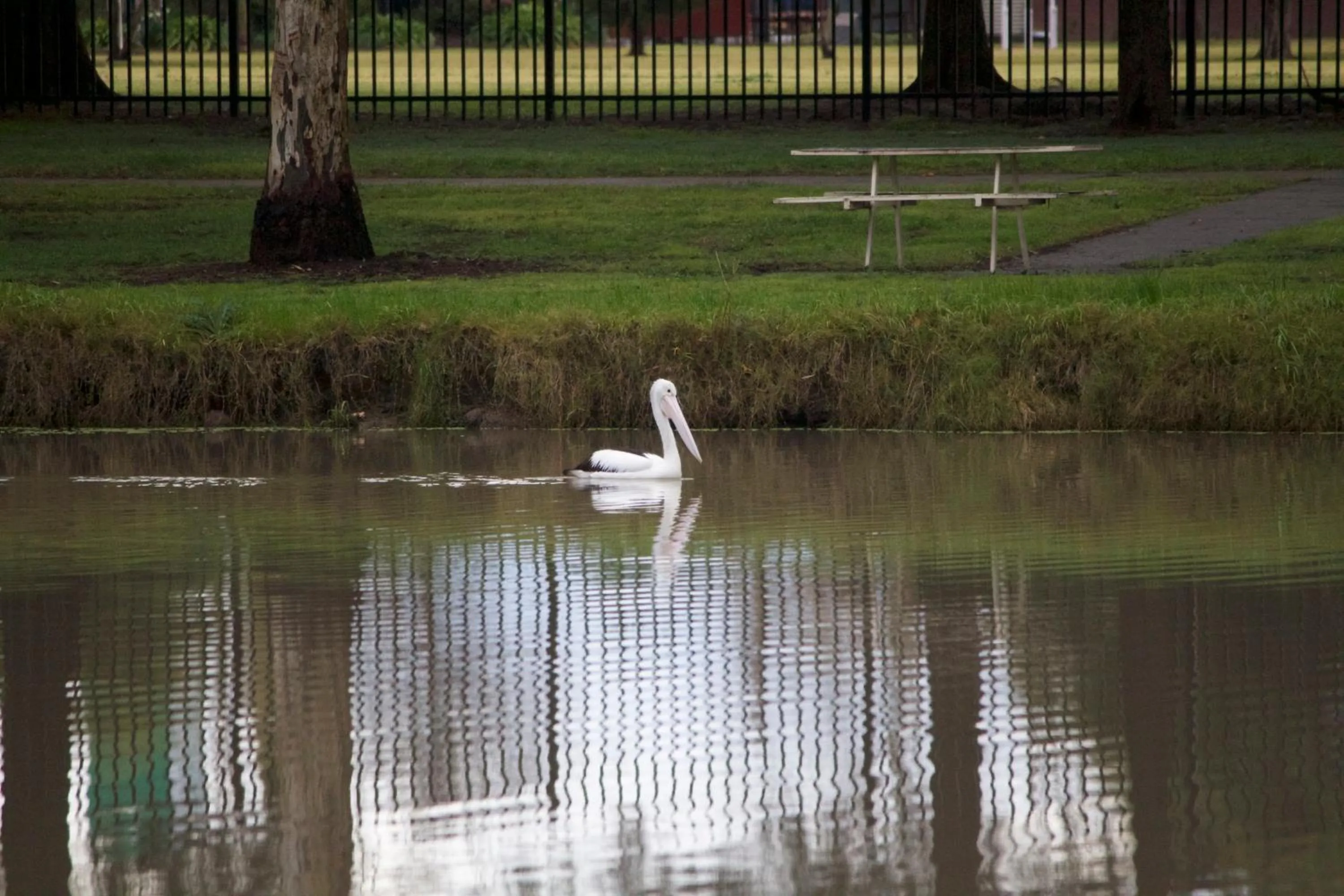 Animals in Lake Forbes Motel