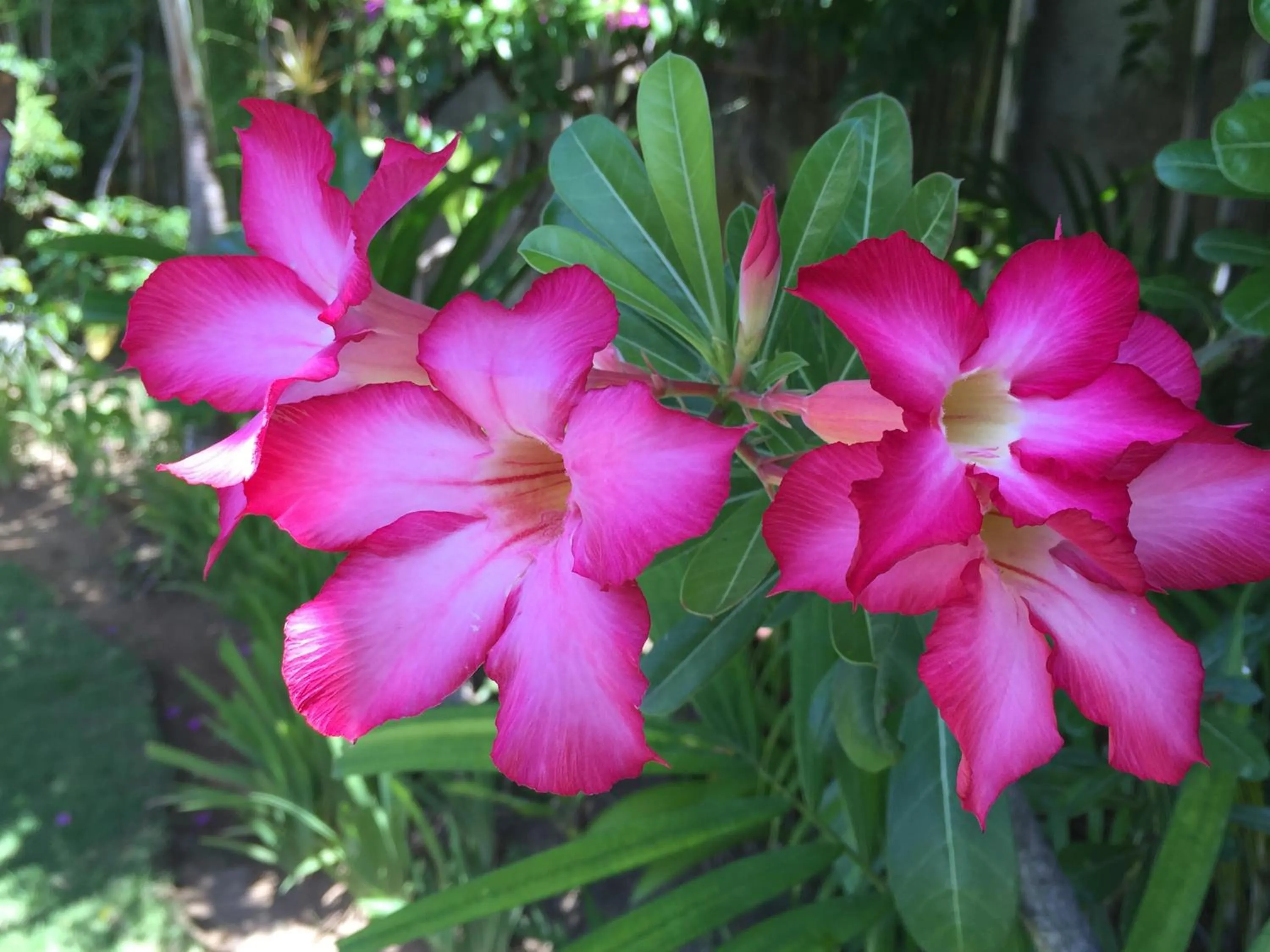 Other in Villa Plawa Asri