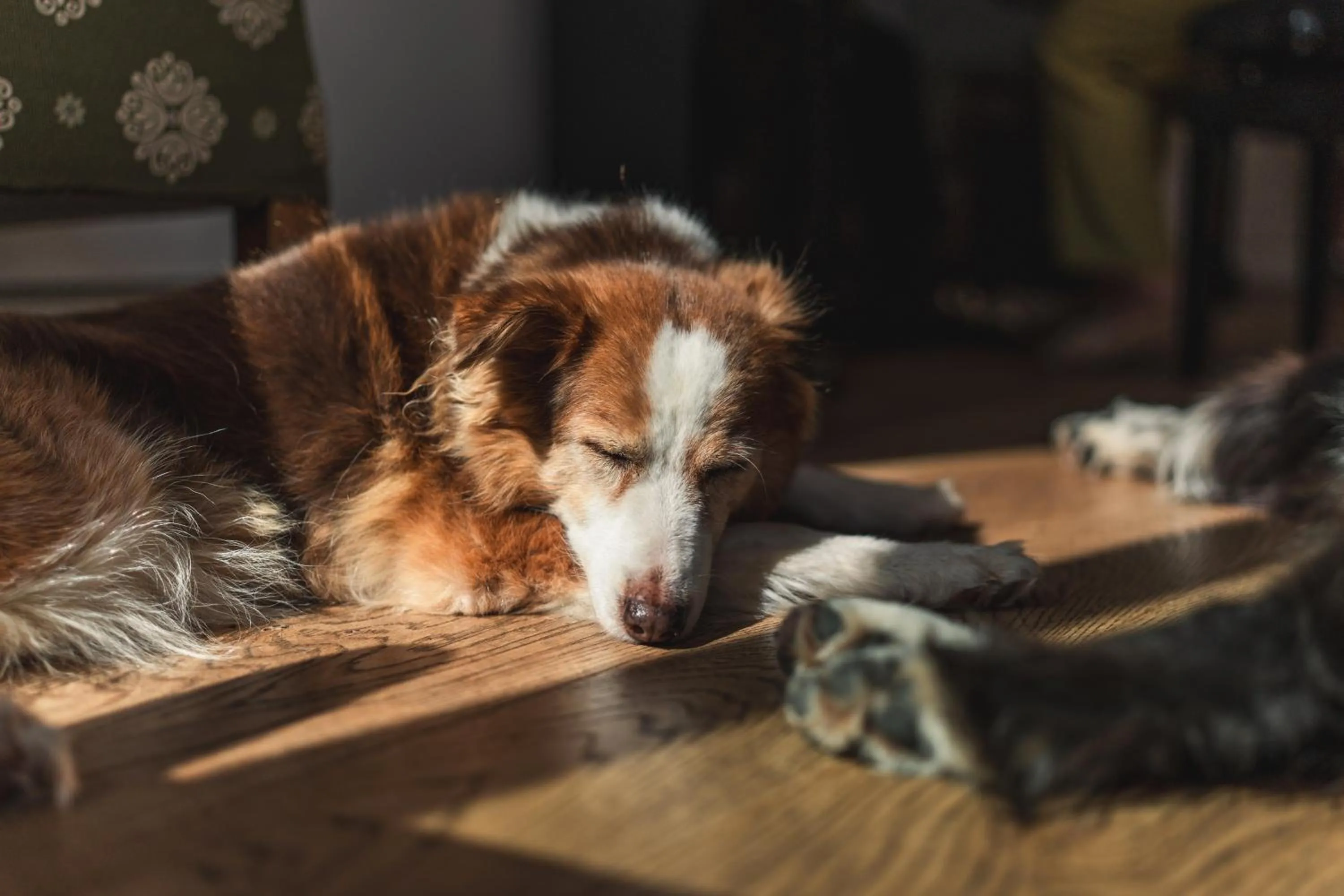 Animals in Schwarzer Adler