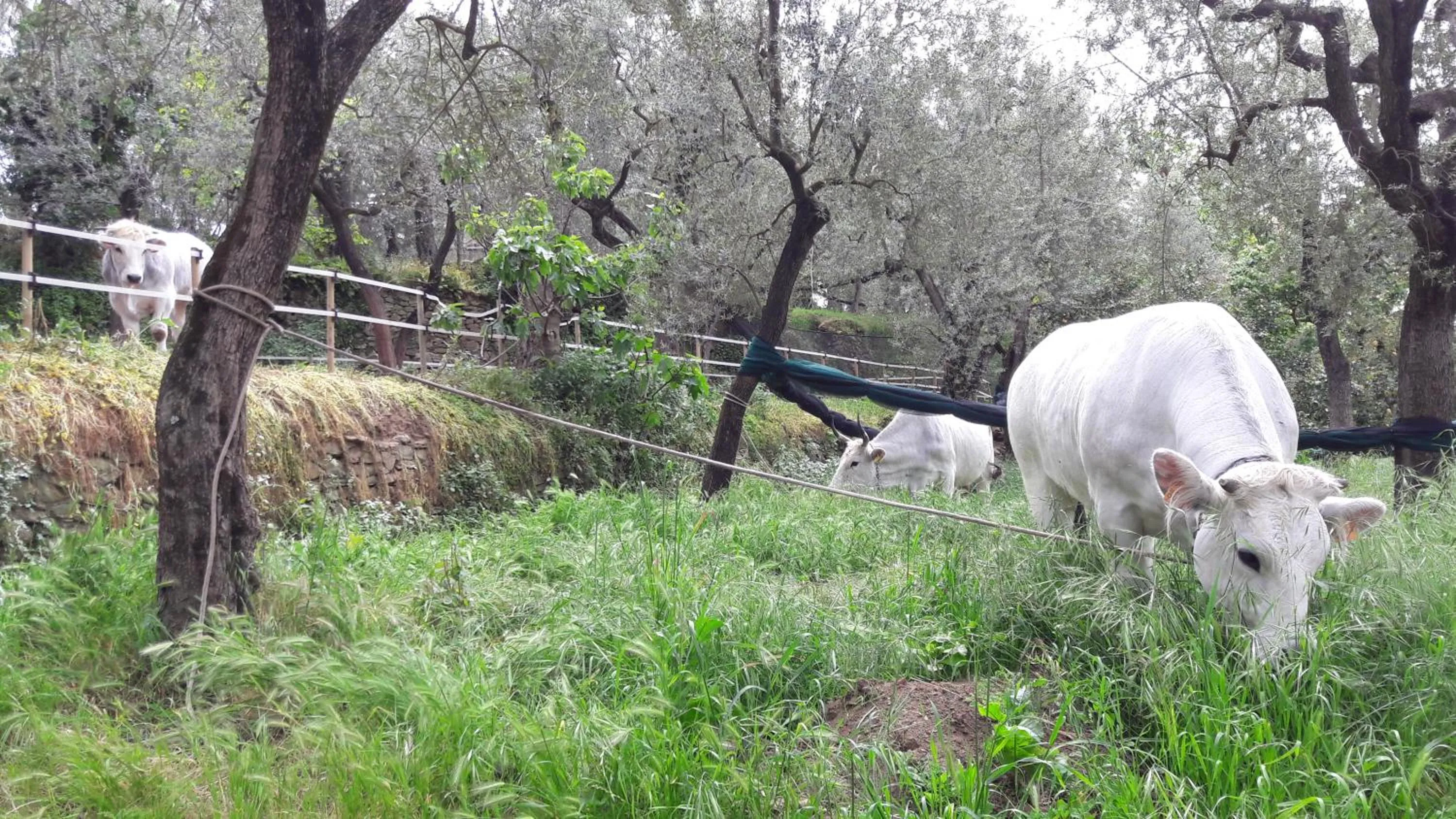 Animals in Agriturismo La Lobra