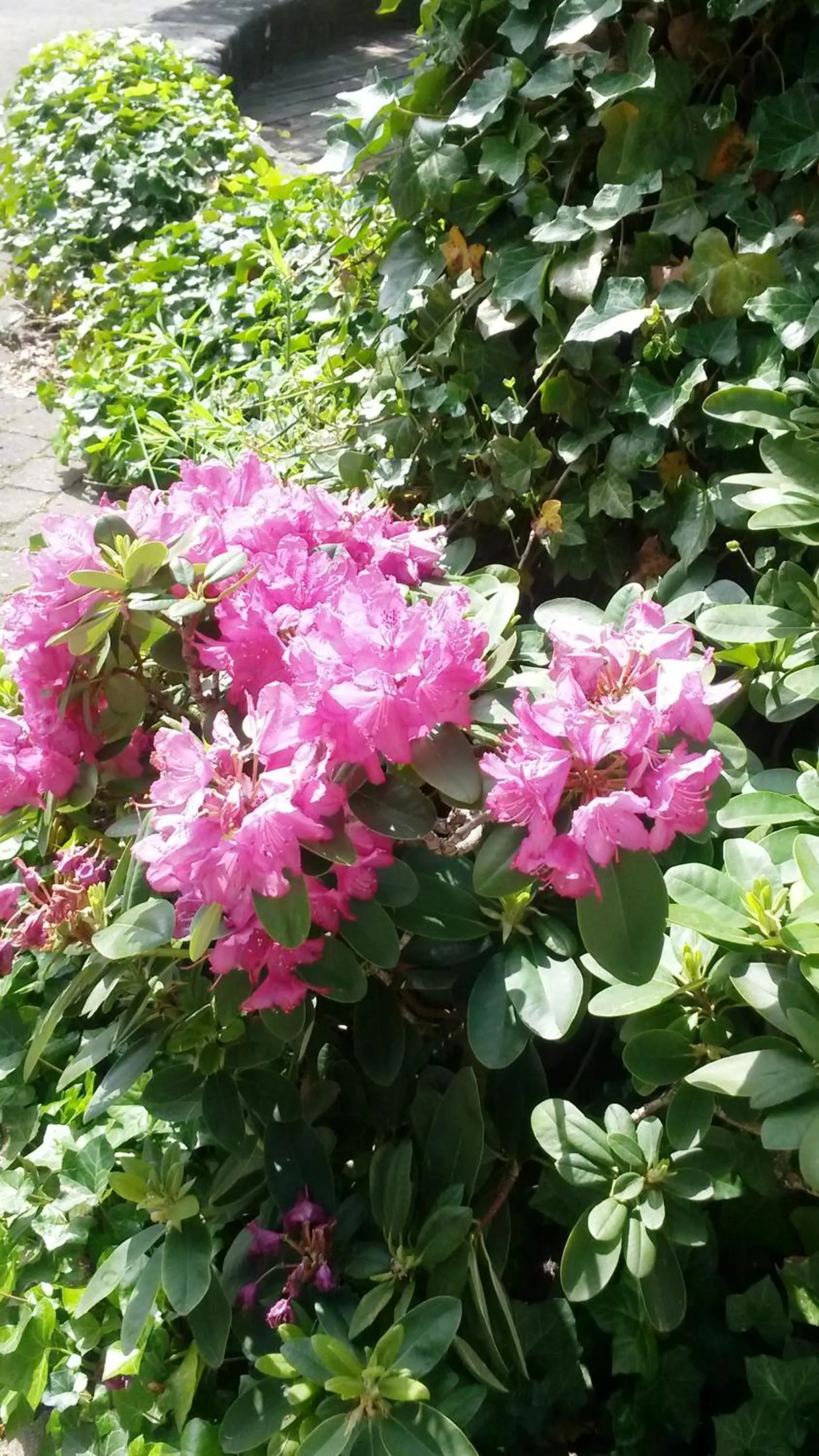 Garden in Landhotel Gemeindeschänke