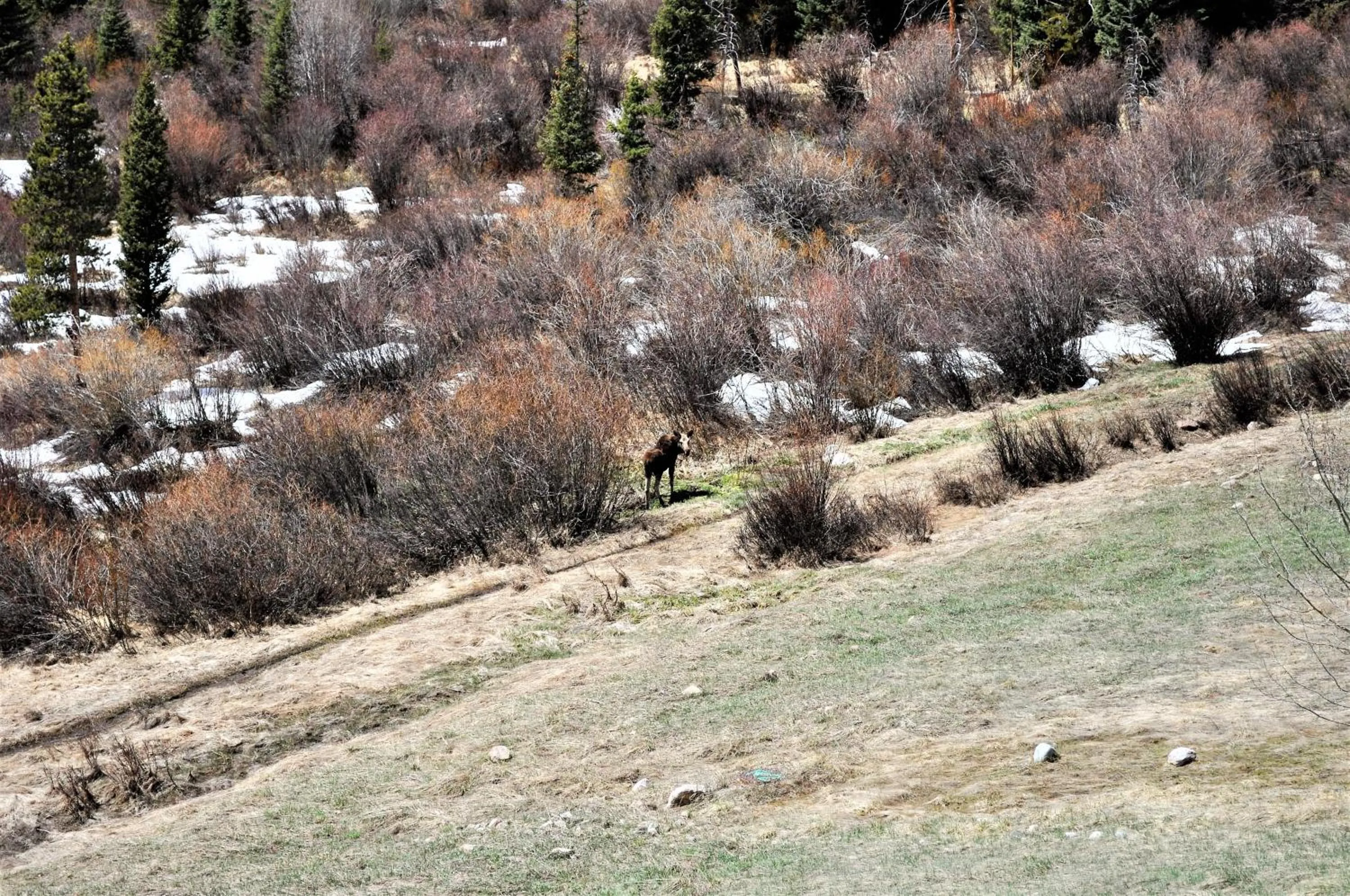 Forest Park 3 bed 4 Bath Twnhm HTJM