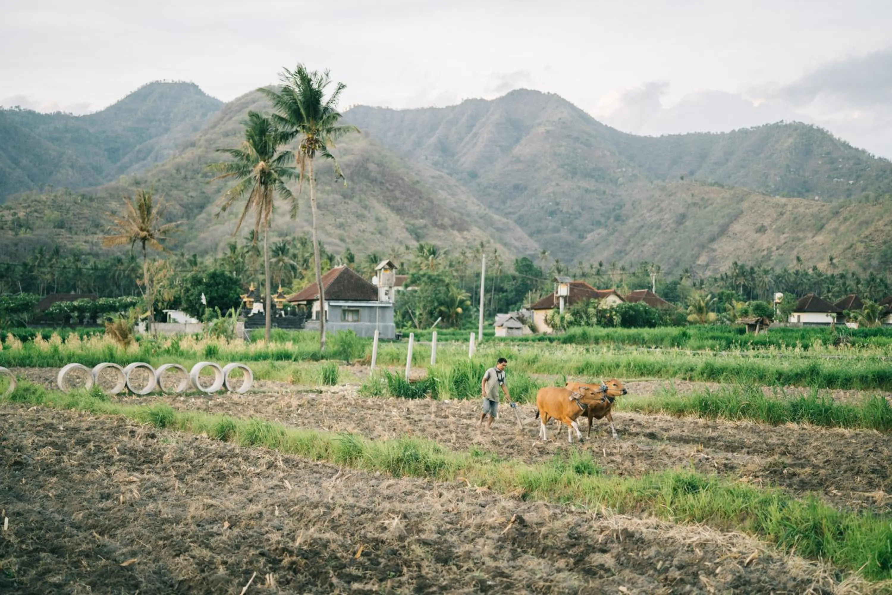 Damar Sanjaya Uttama