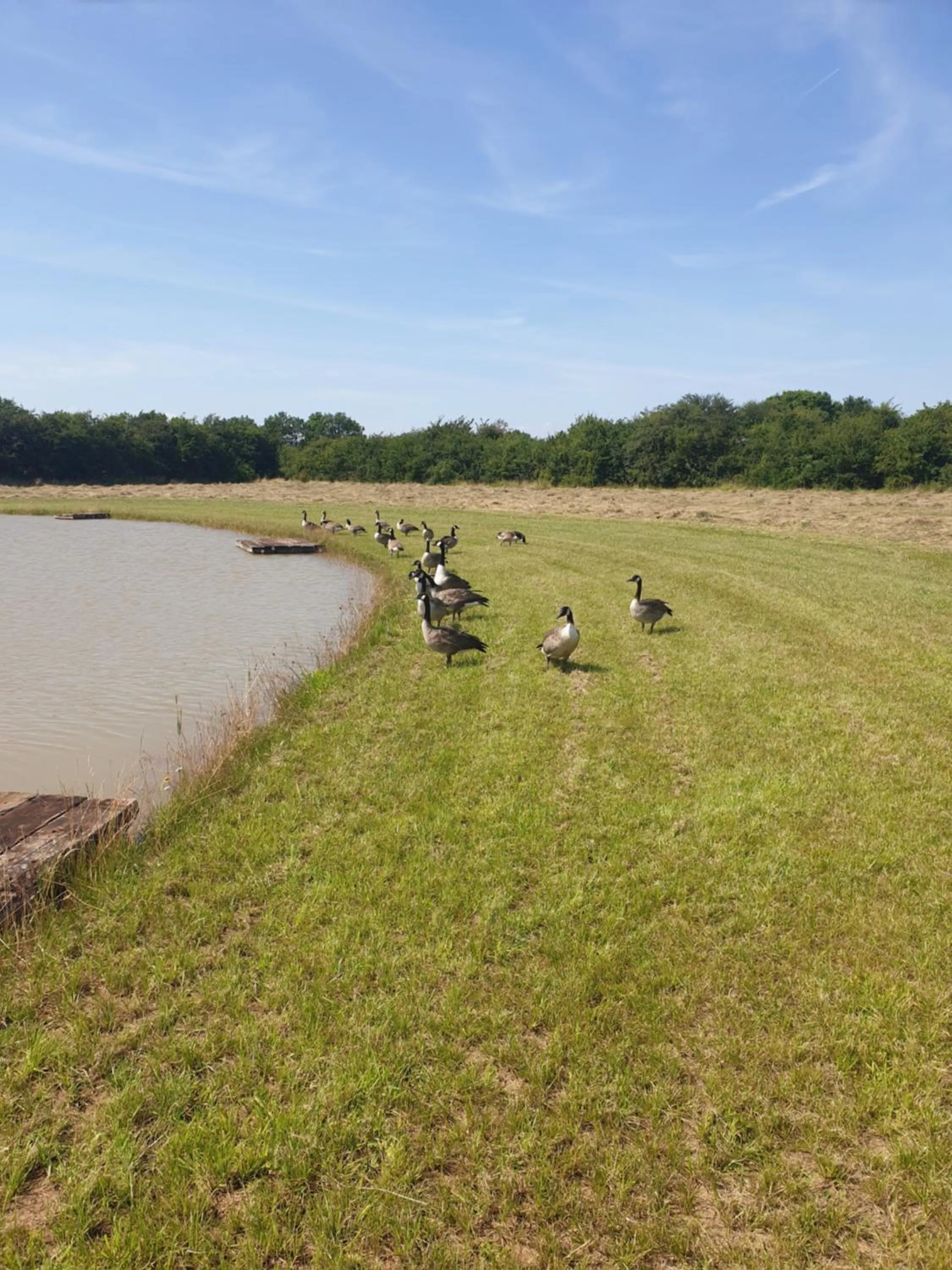 Natural landscape in Home Farm Park