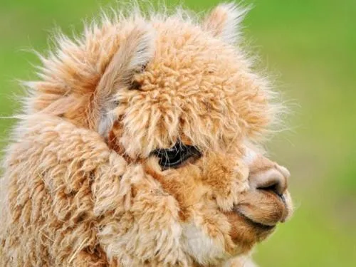 Animals in The Stables - Deer Park Farm