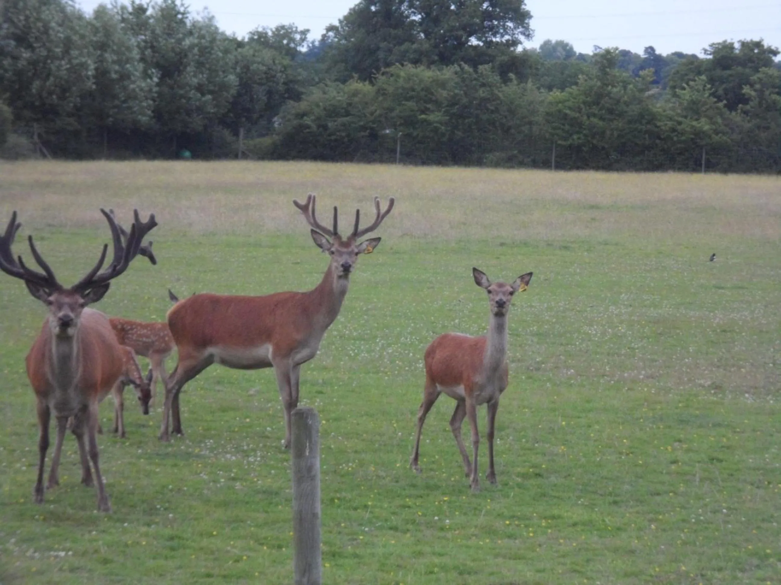 Pets in The Stables - Deer Park Farm