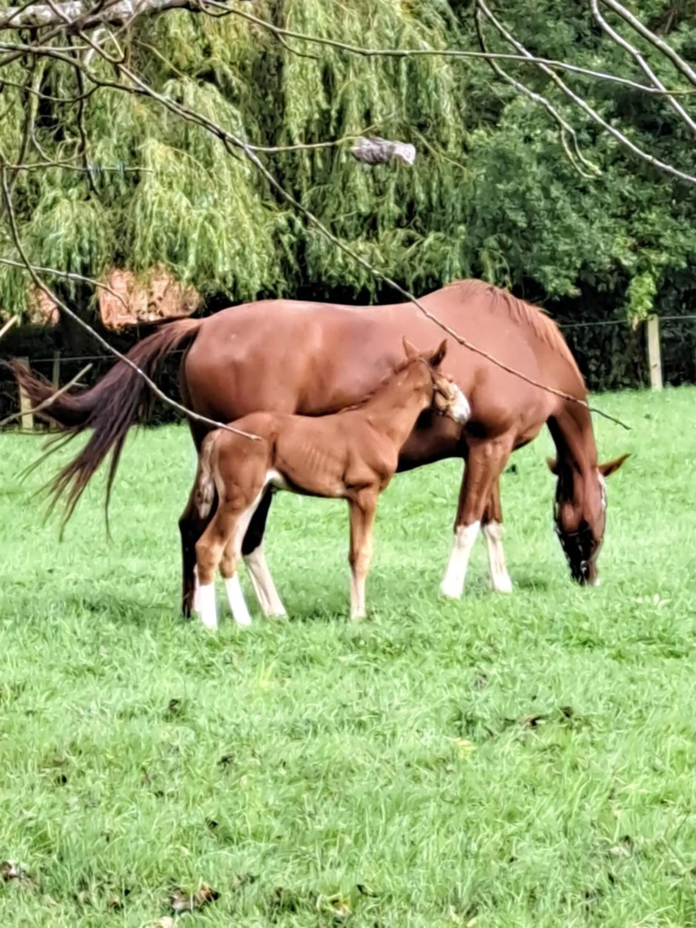 The Stables - Deer Park Farm