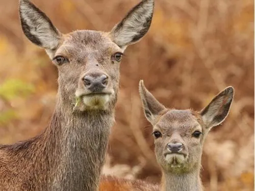 Animals in The Stables - Deer Park Farm