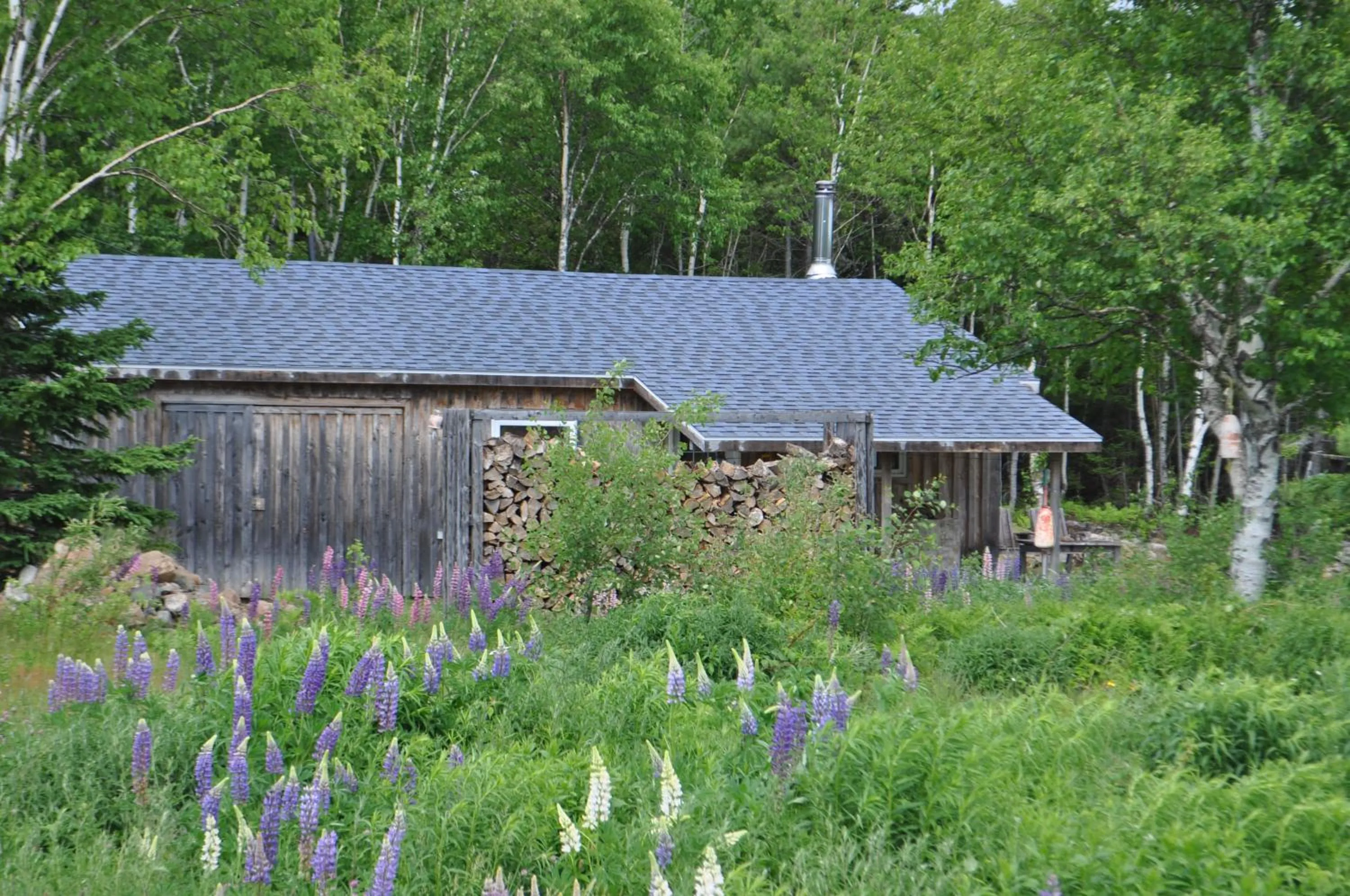 Spring in The Sleeping Moose Cottage