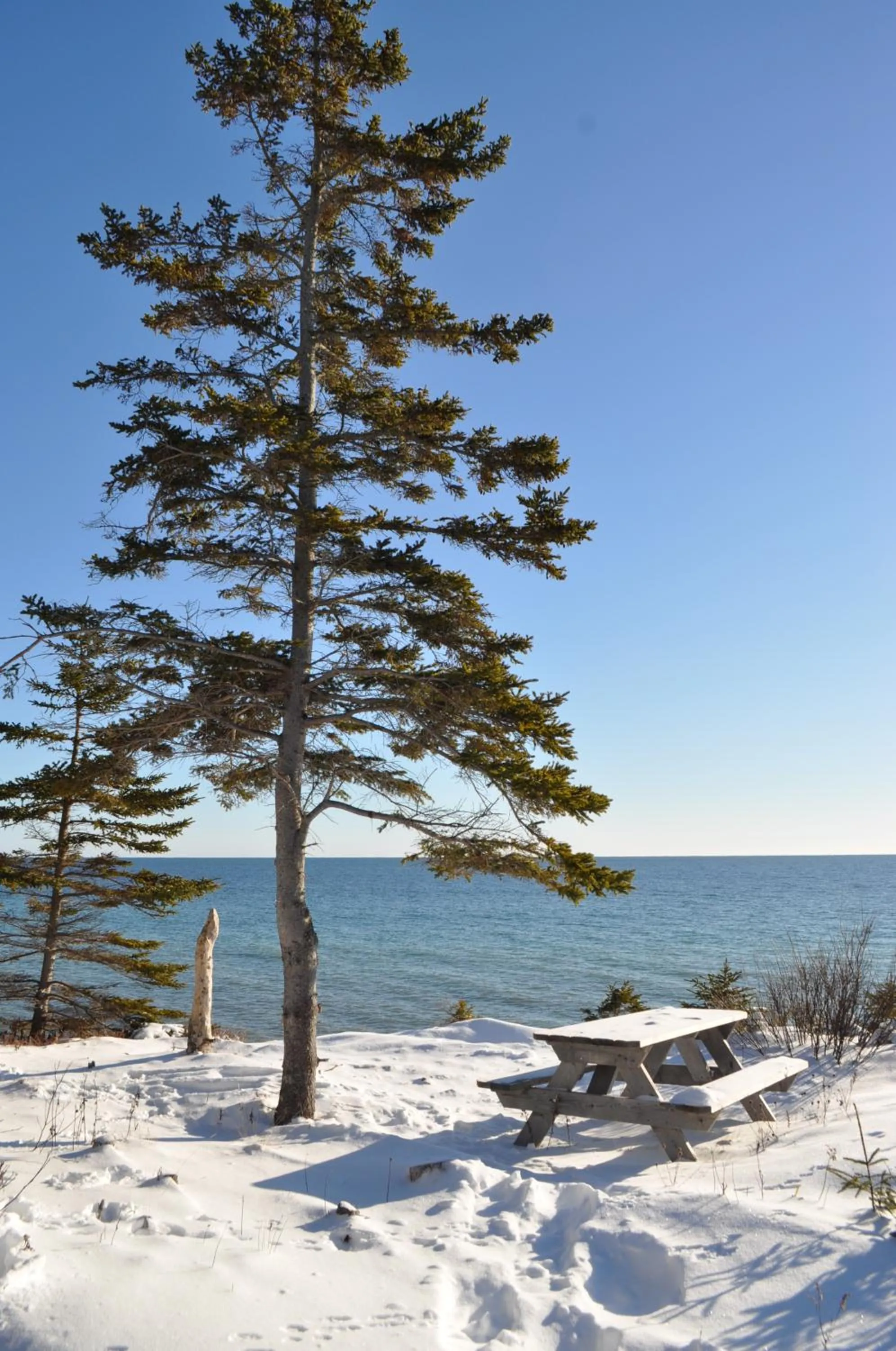 Garden in The Sleeping Moose Cottage