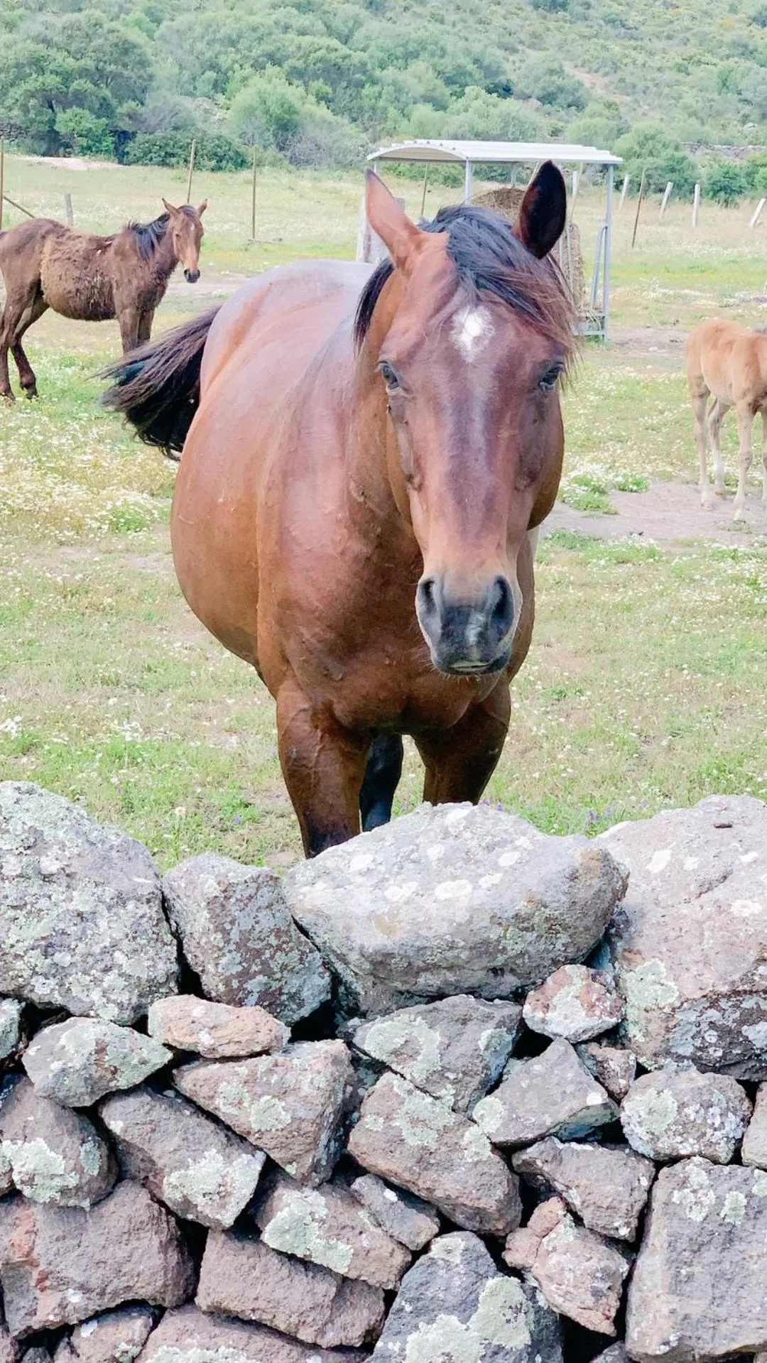 Horse-riding in Residence Hotel Monte Ricciu