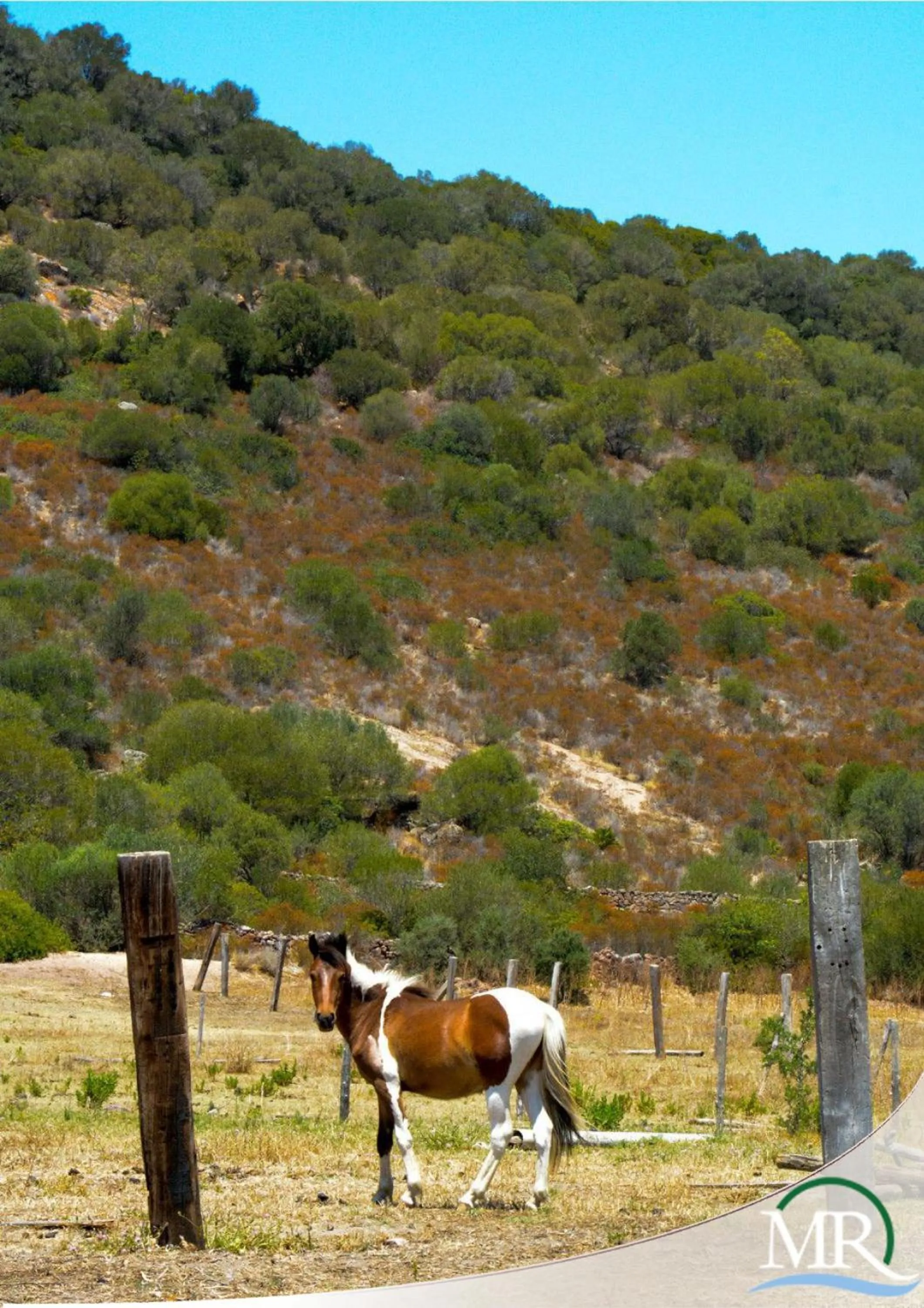 Animals in Residence Hotel Monte Ricciu