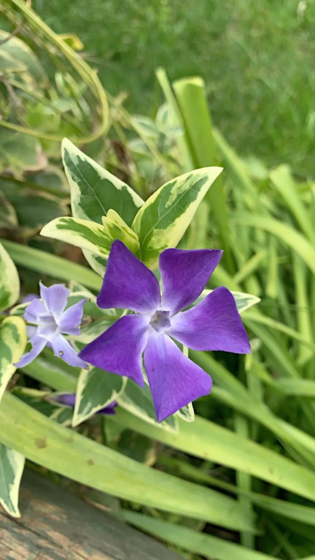 Garden in Residence Hotel Monte Ricciu