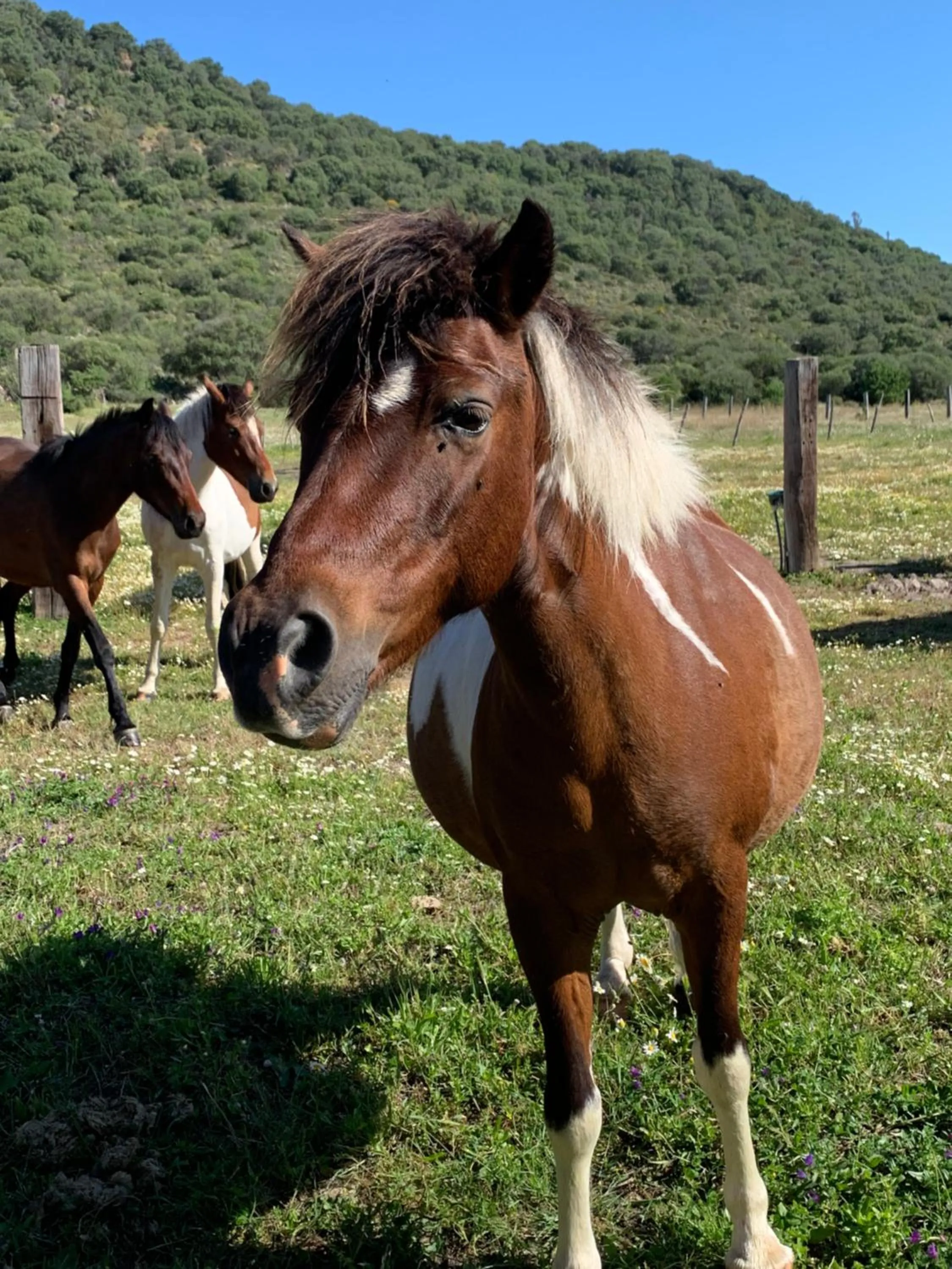 Animals in Residence Hotel Monte Ricciu