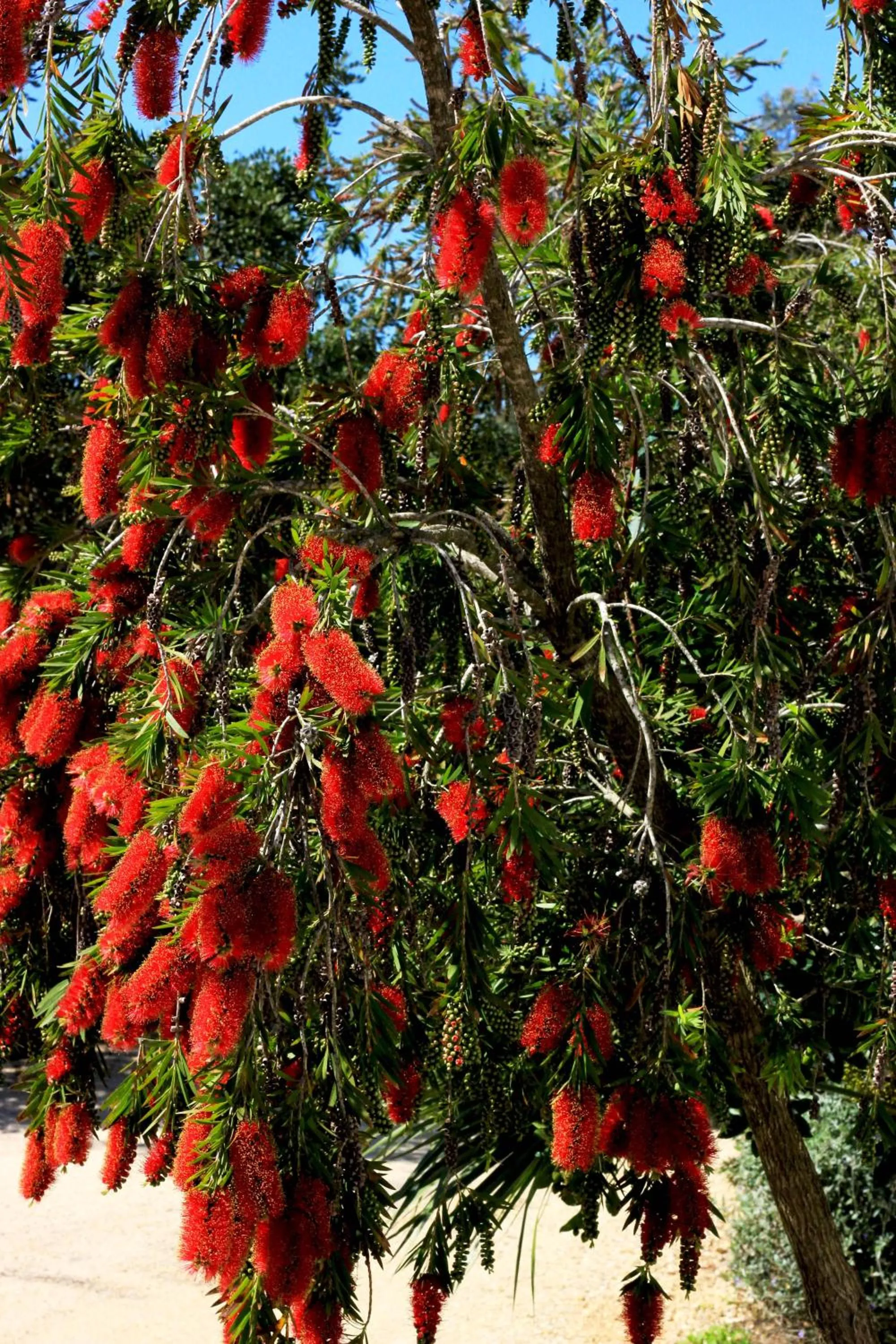 Area and facilities in Residence Hotel Monte Ricciu