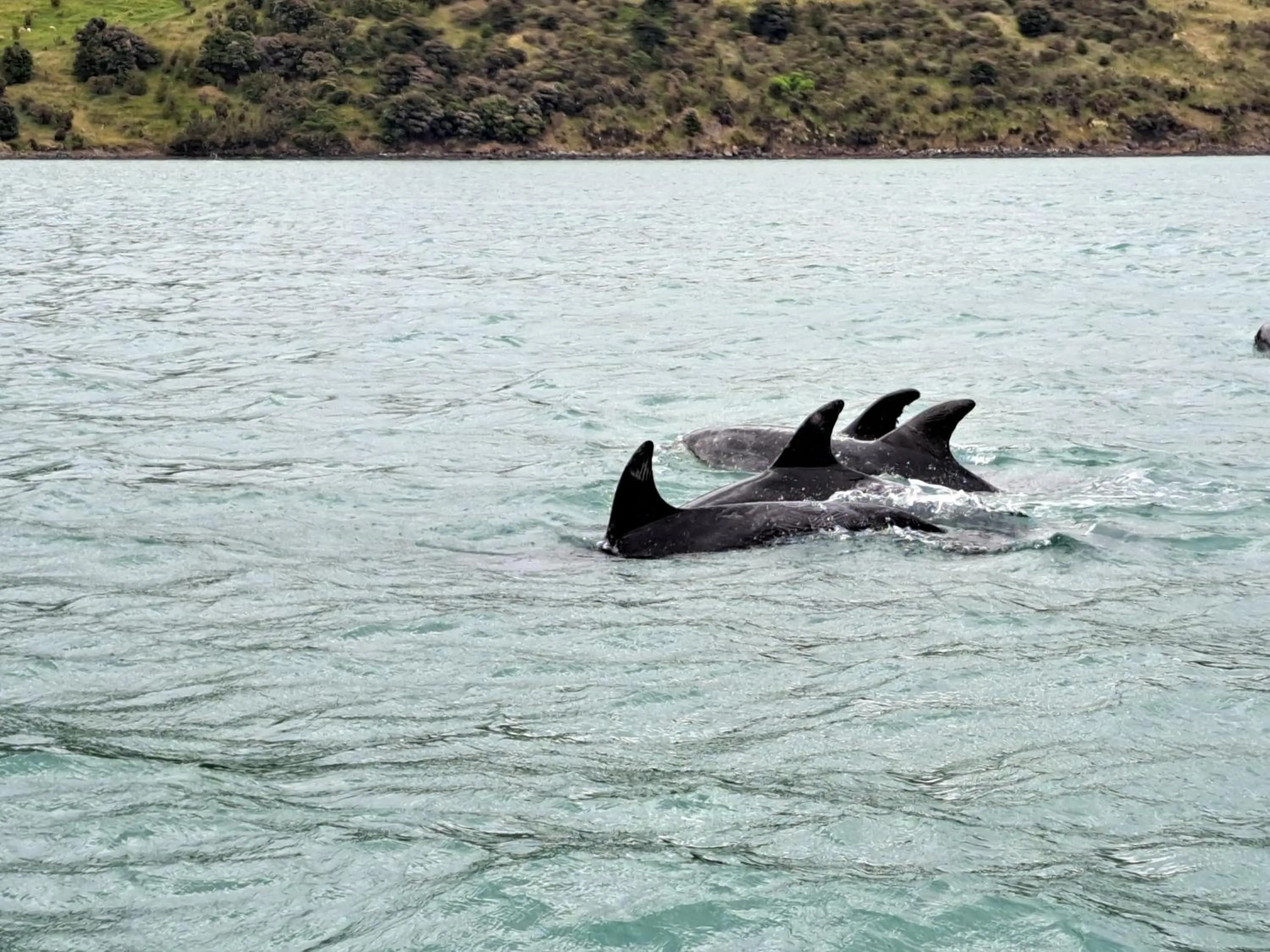 Animals in Port Levy B & B Christchurch