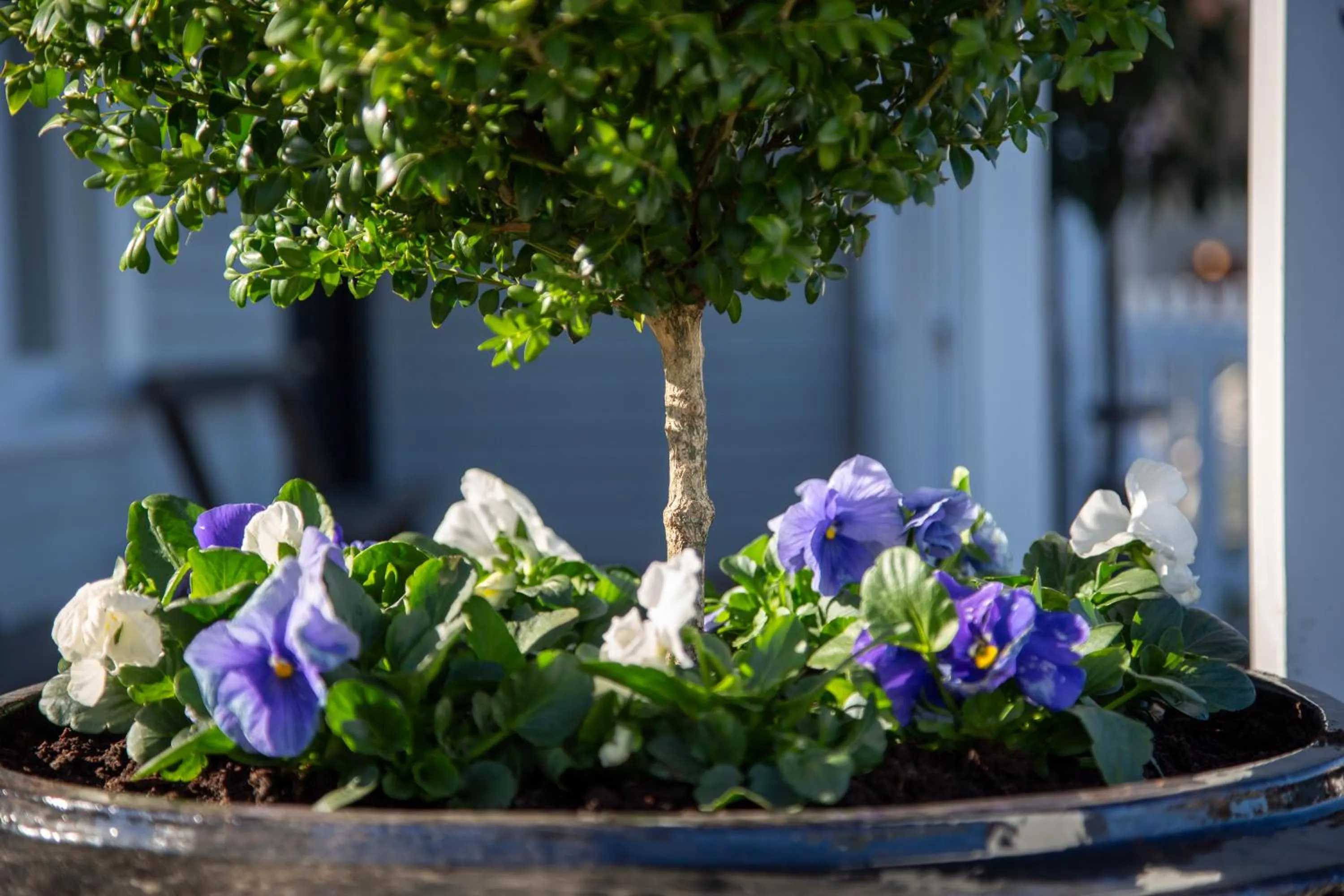 Patio in The Vicarage Geraldine
