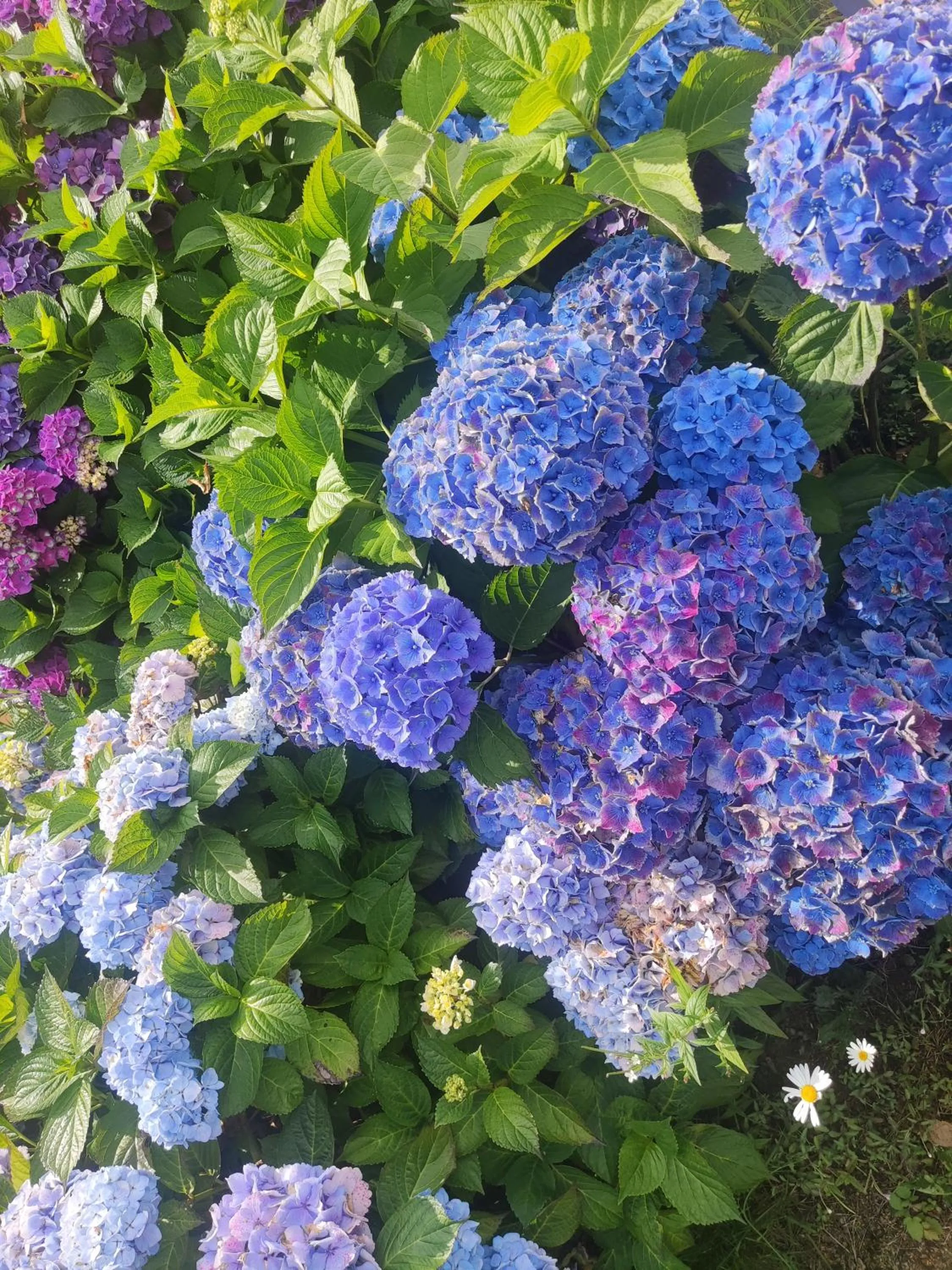 Garden in Premiere Classe Vannes