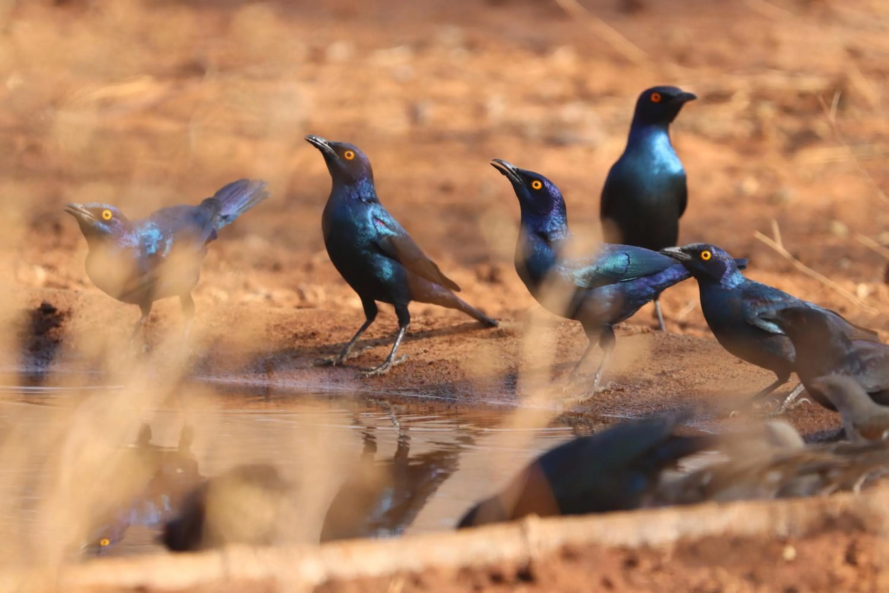Day in Ukuthula Bush Lodge