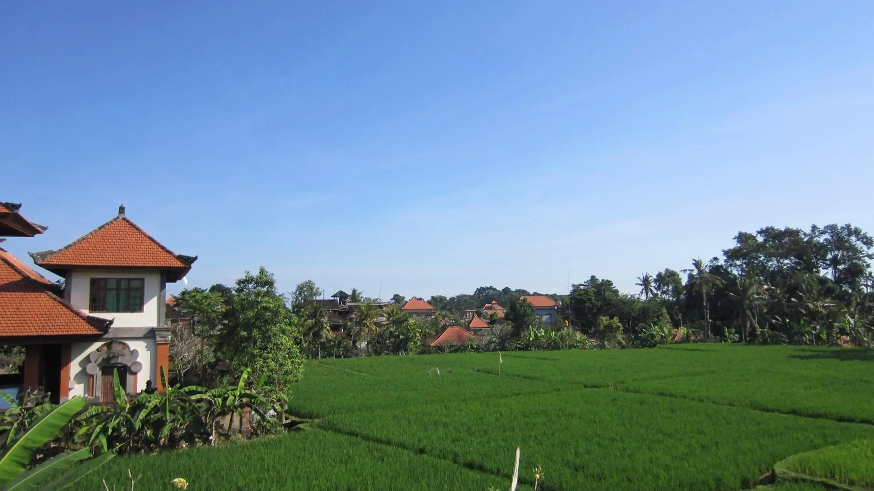 Natural landscape, Garden in Danasari Homestay