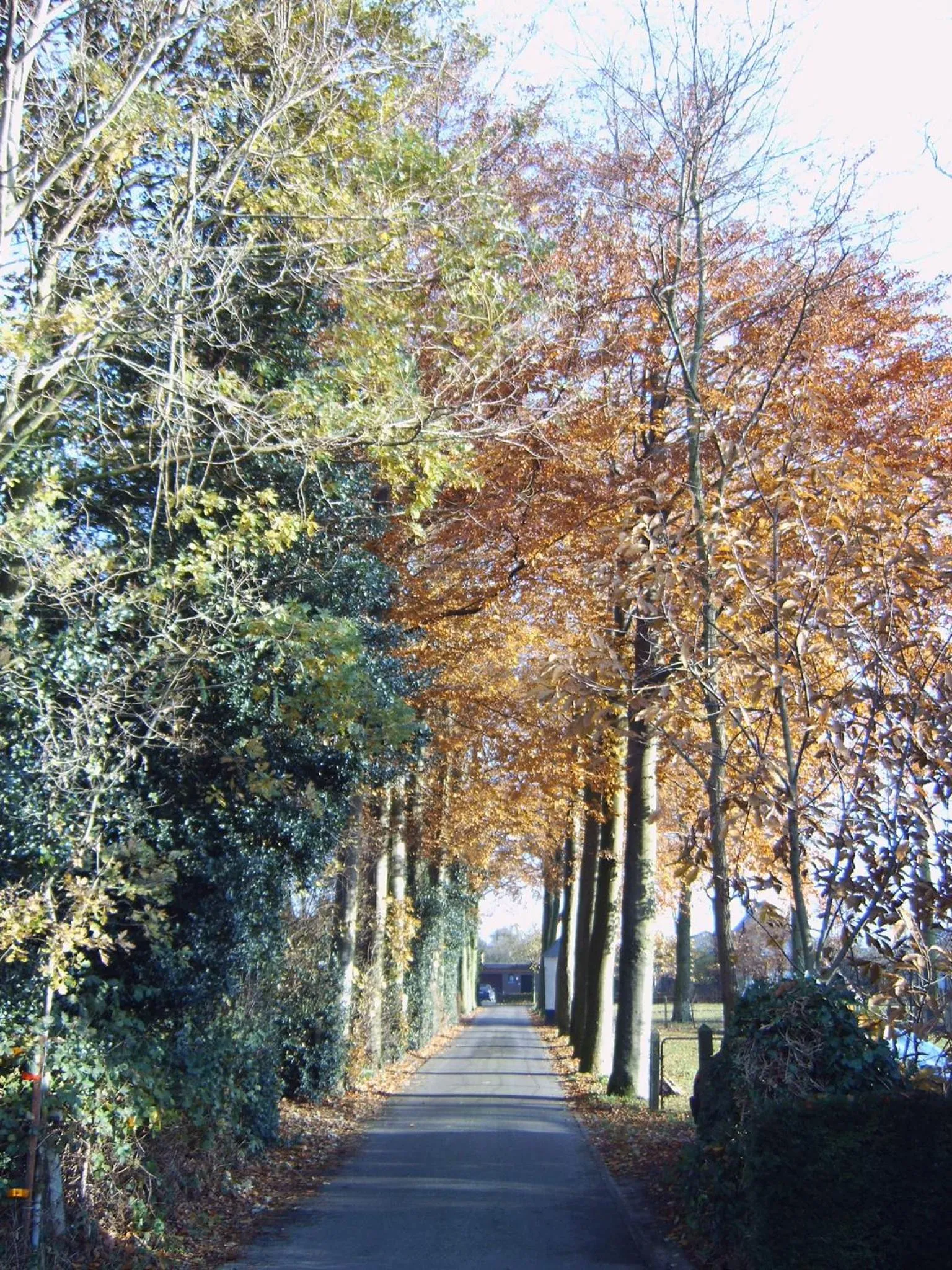 Area and facilities in B&B De Kastanjeboom