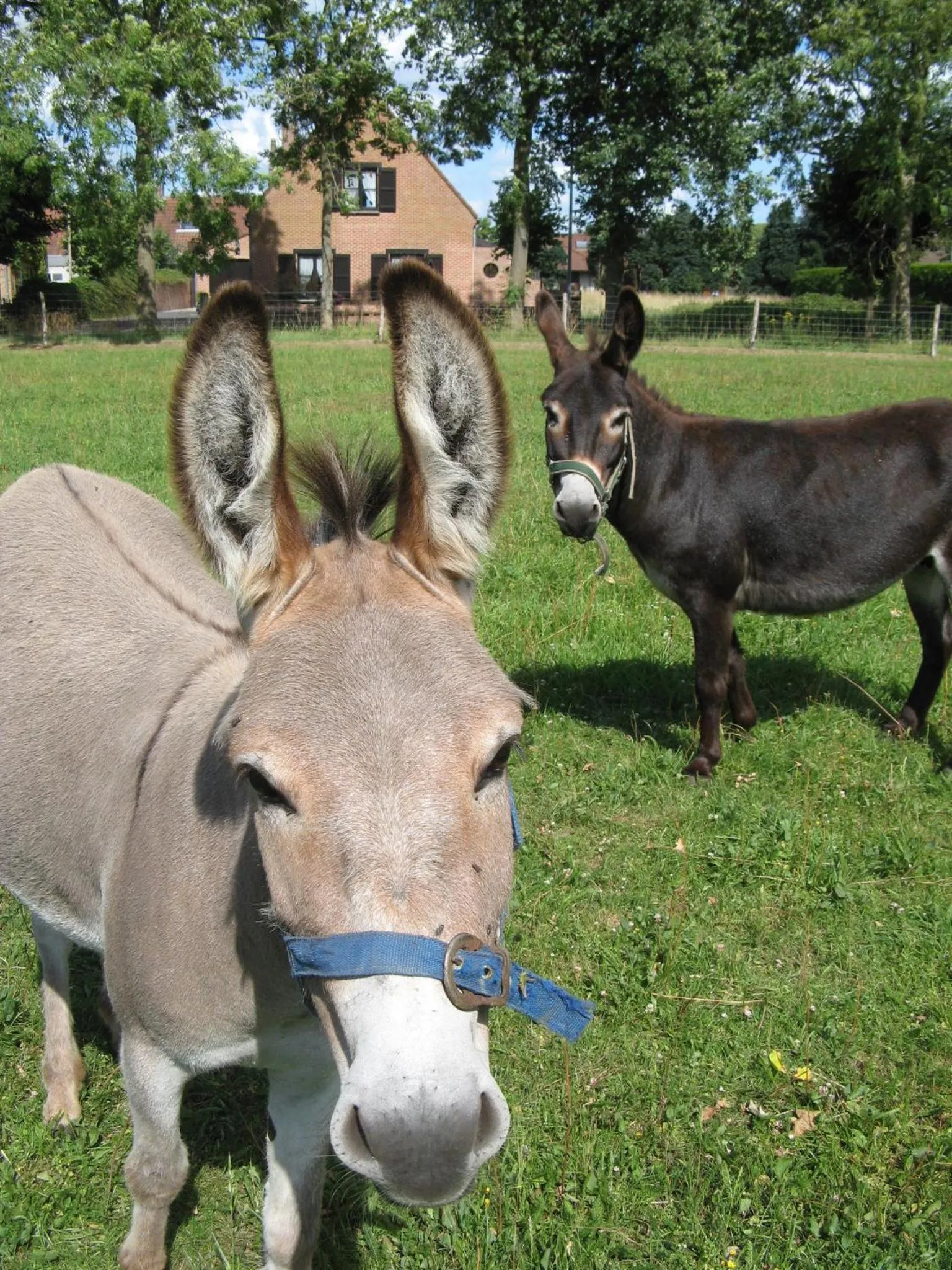 Area and facilities in B&B De Kastanjeboom