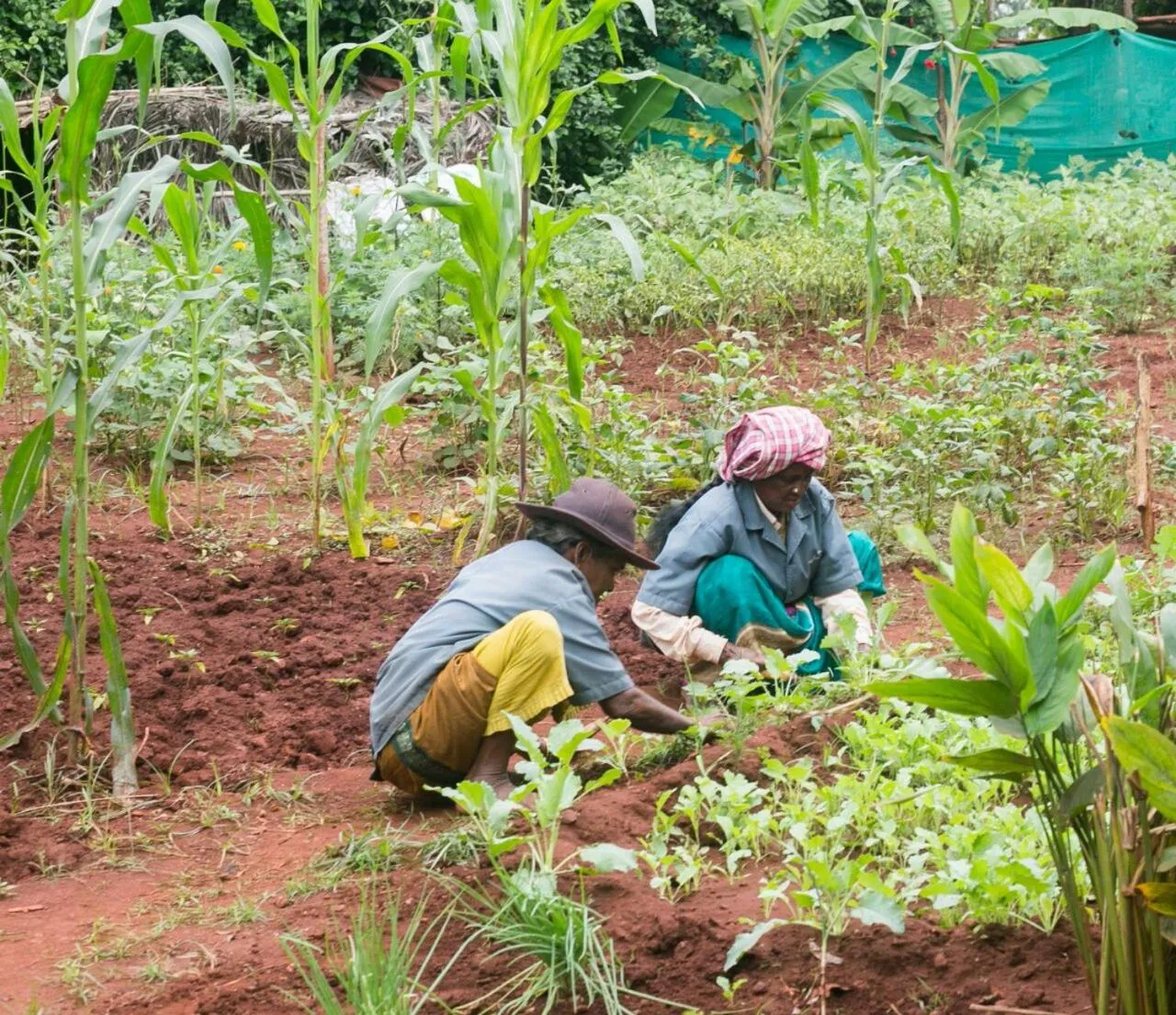 Staff in Our Native Village