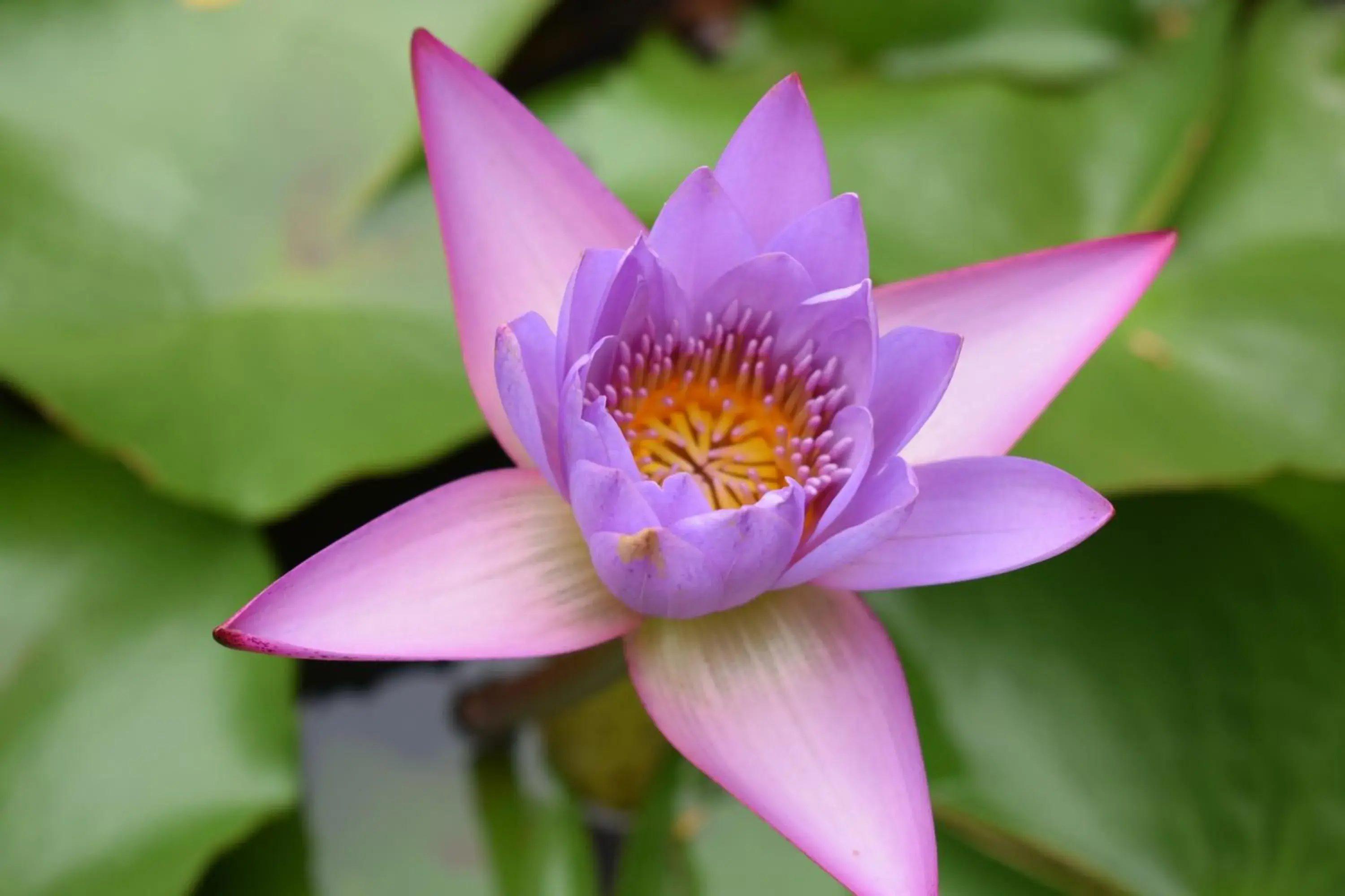 Garden view in Our Native Village Garden view in Our Native Village