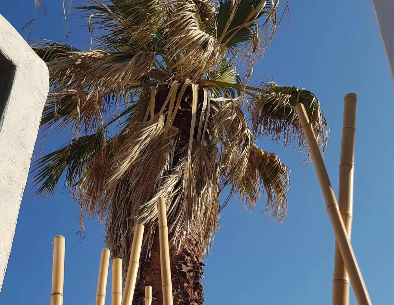 Garden in Mira Living Concept Suites Adults Only