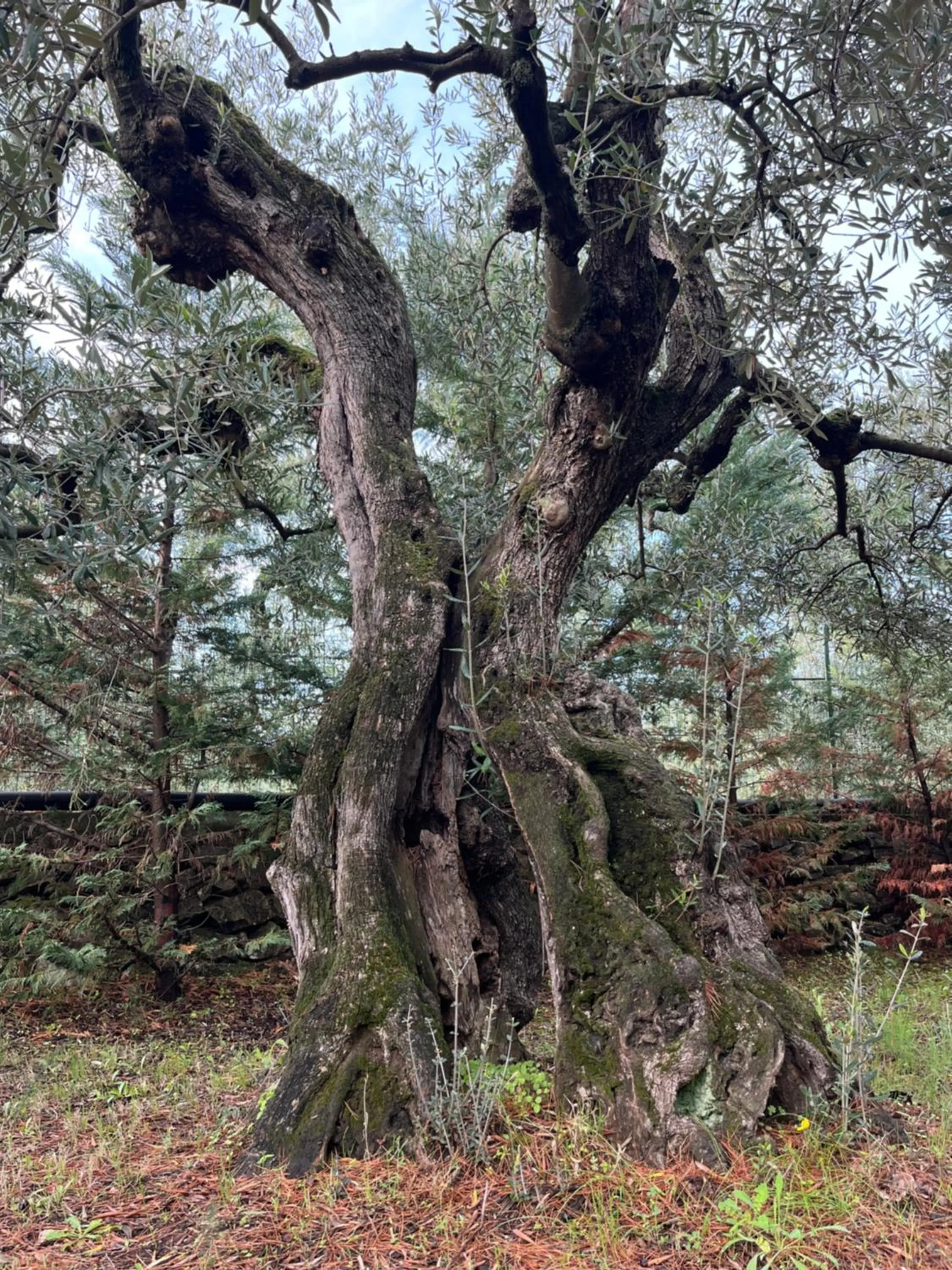 B&B Villa Mediterranea with parking space