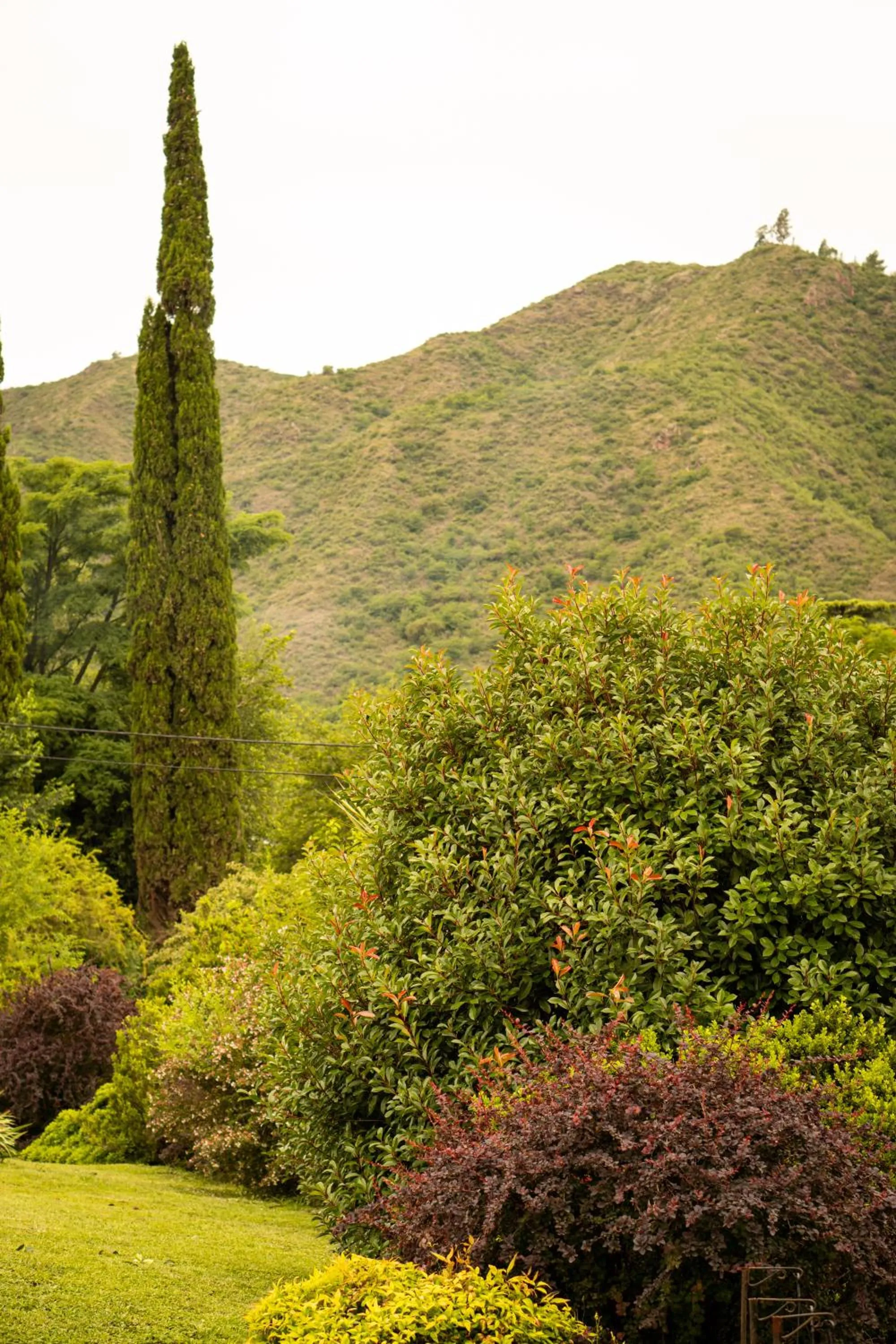 Garden in Posada Shemak